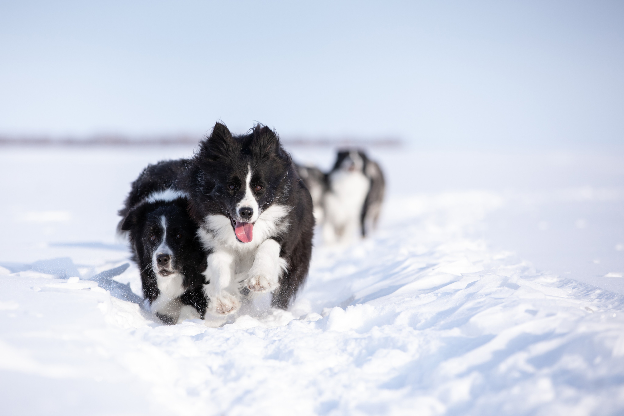 Мороз и солнце. О нас