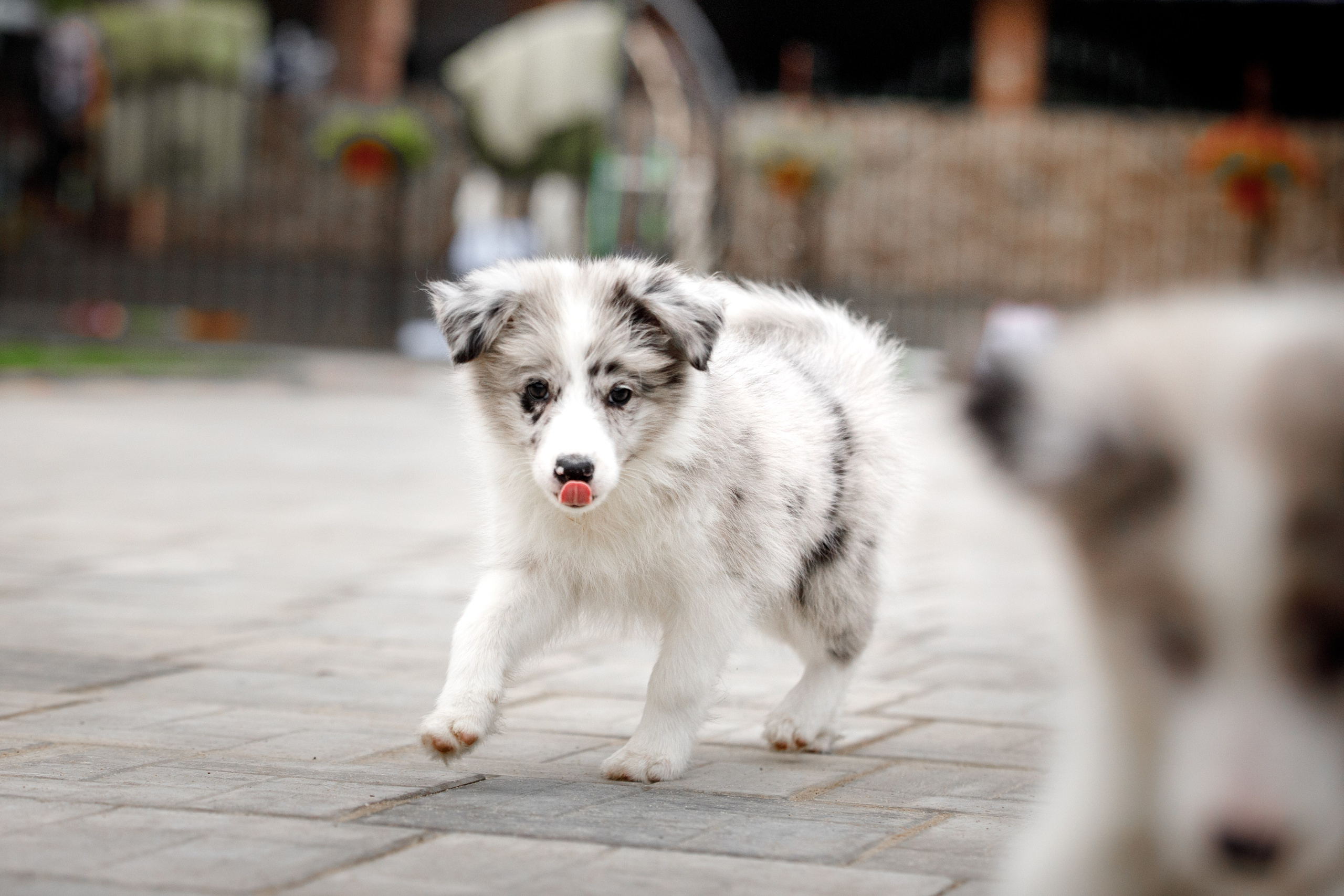 Болтовня в саду. О нас