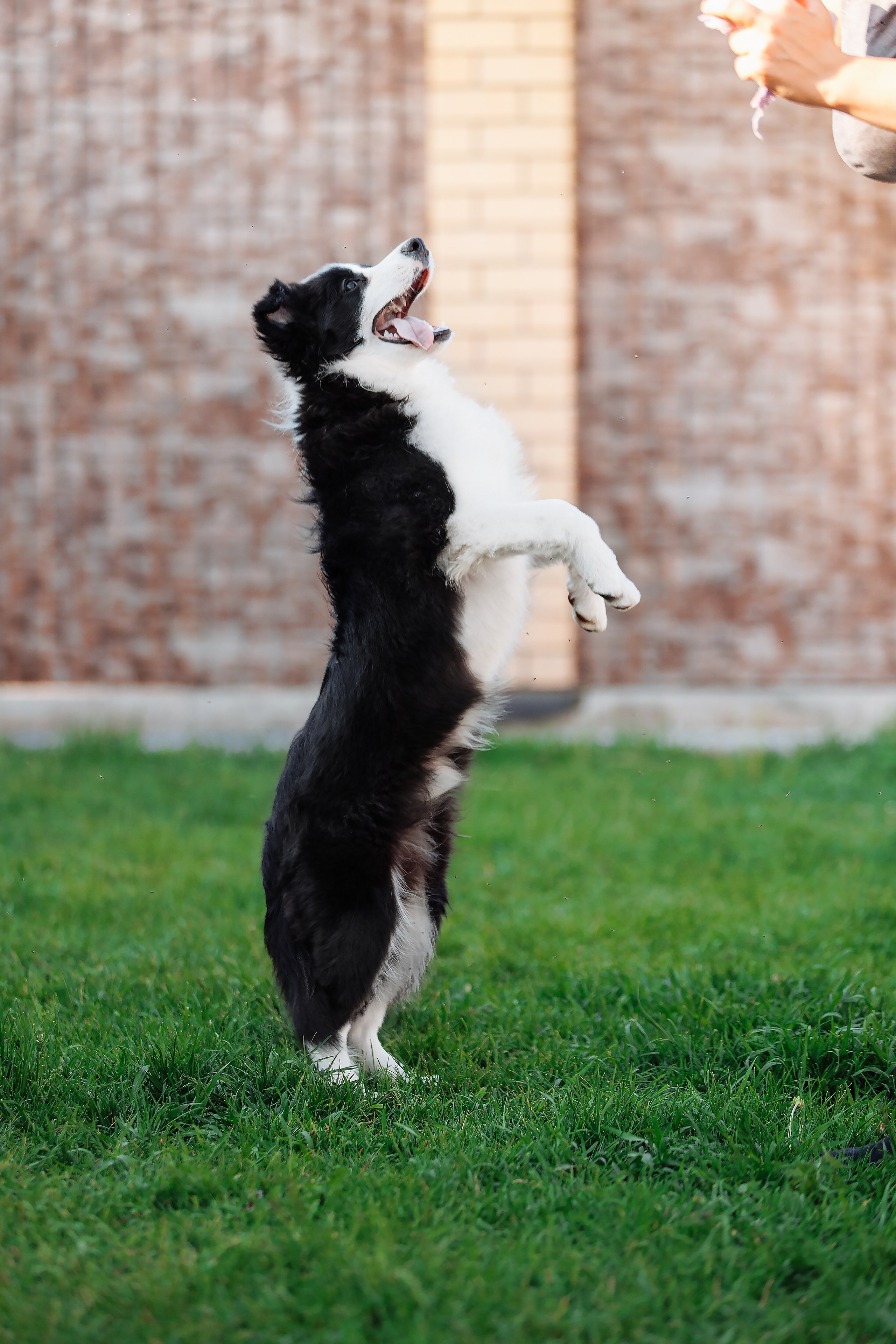 Пушистое. О нас