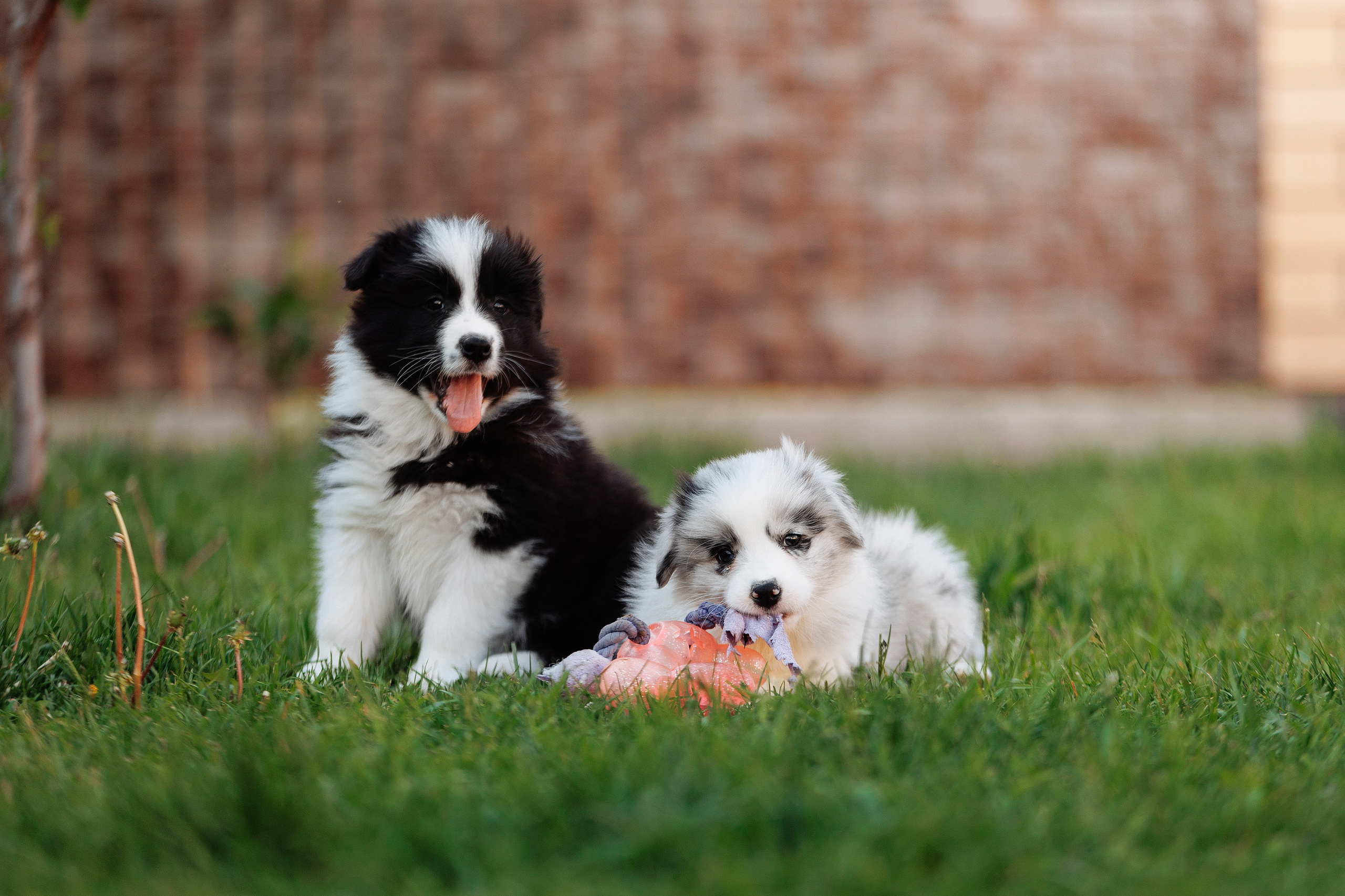 Пушистое. О нас