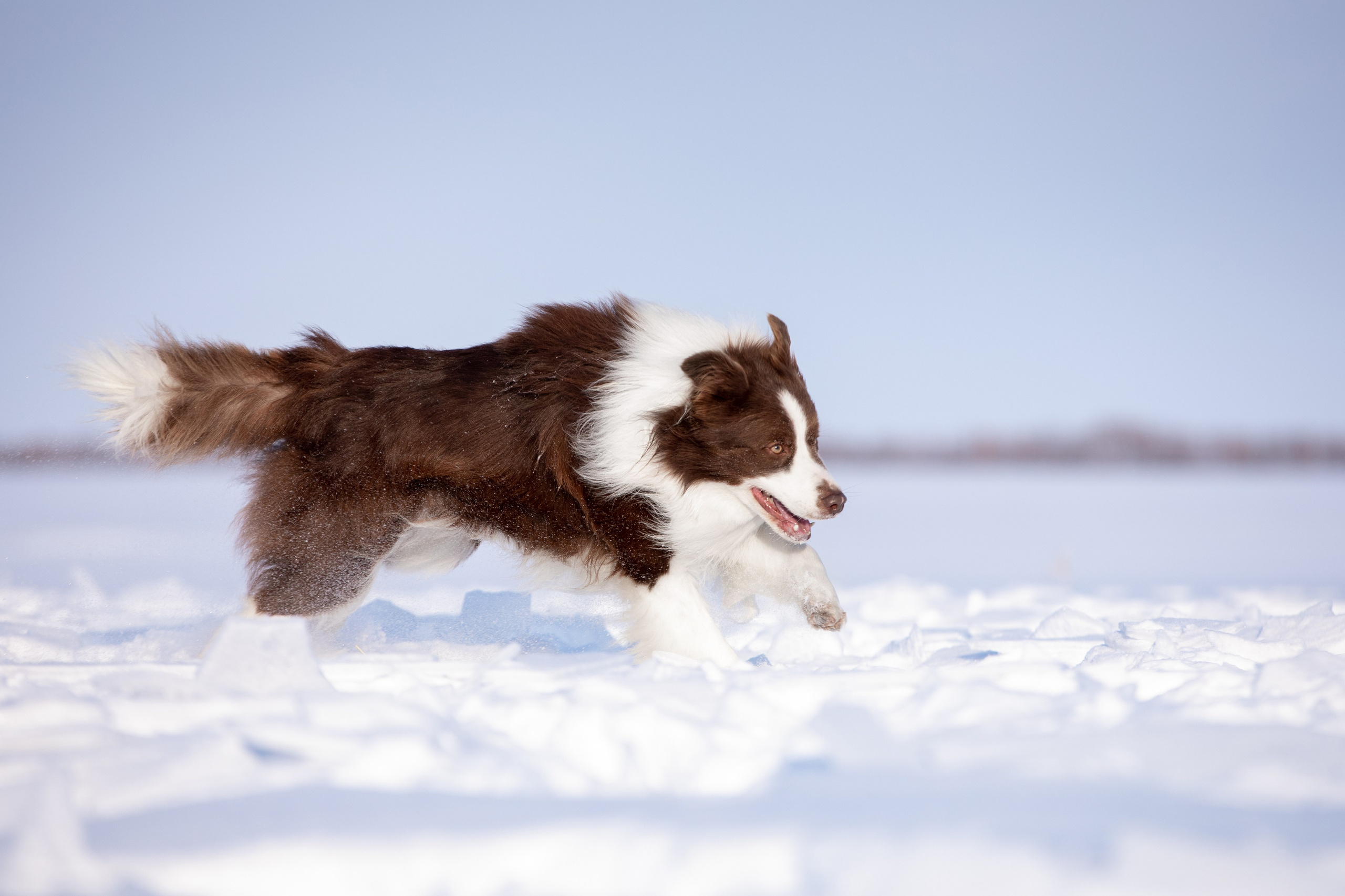 Мороз и солнце. О нас