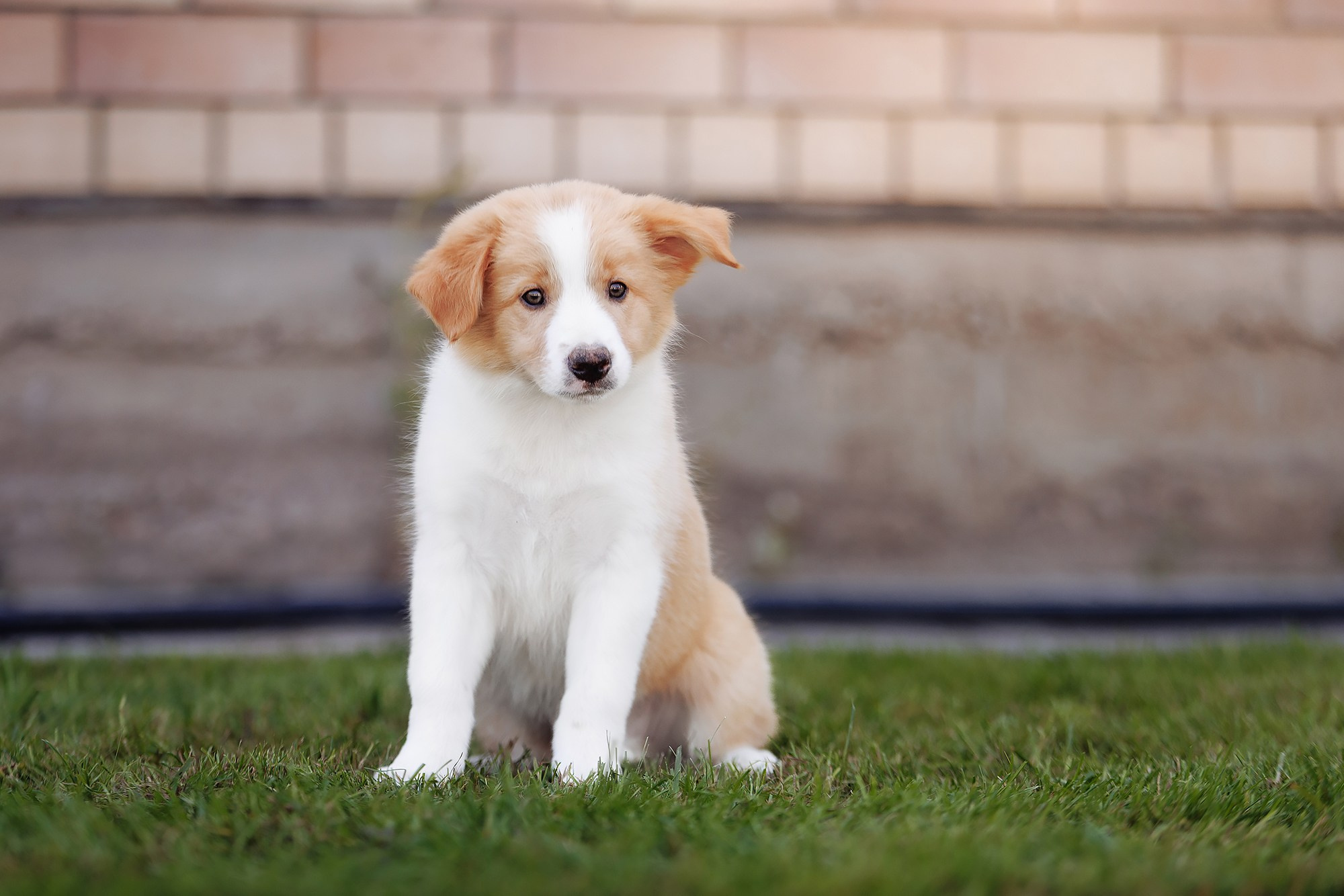 Трава у дома. О нас