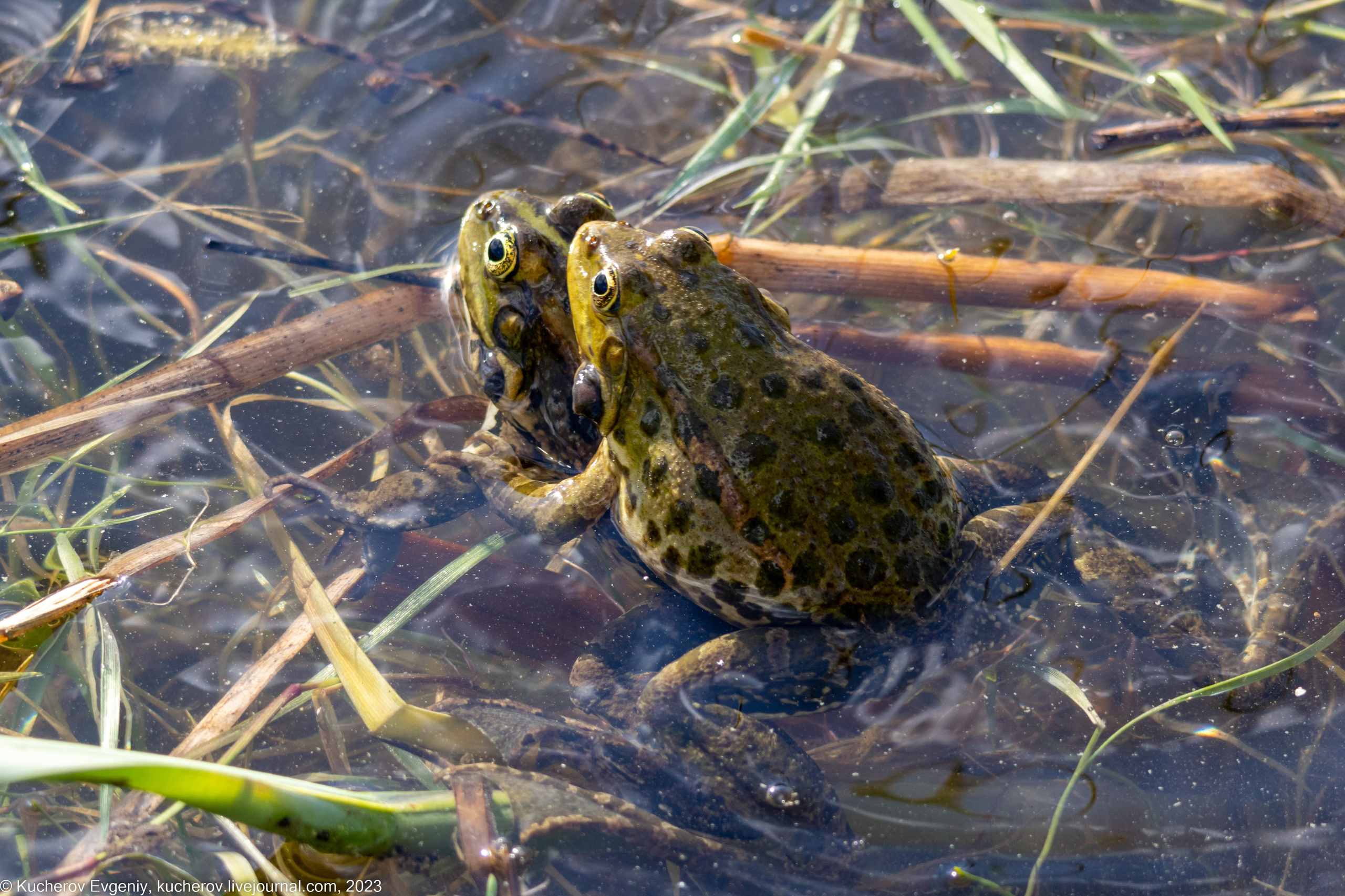 Лягушки. Кучеров Евгений. Фотограф
