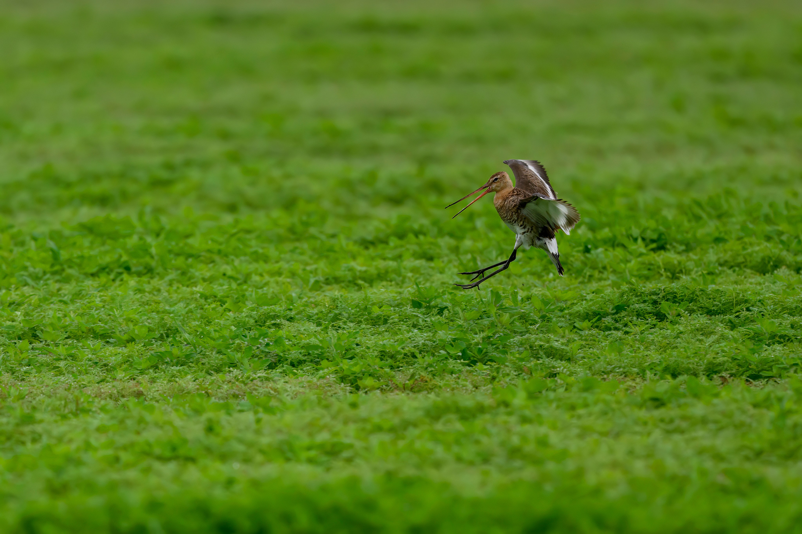 Веретенник. Фотограф Сергей Пупонин