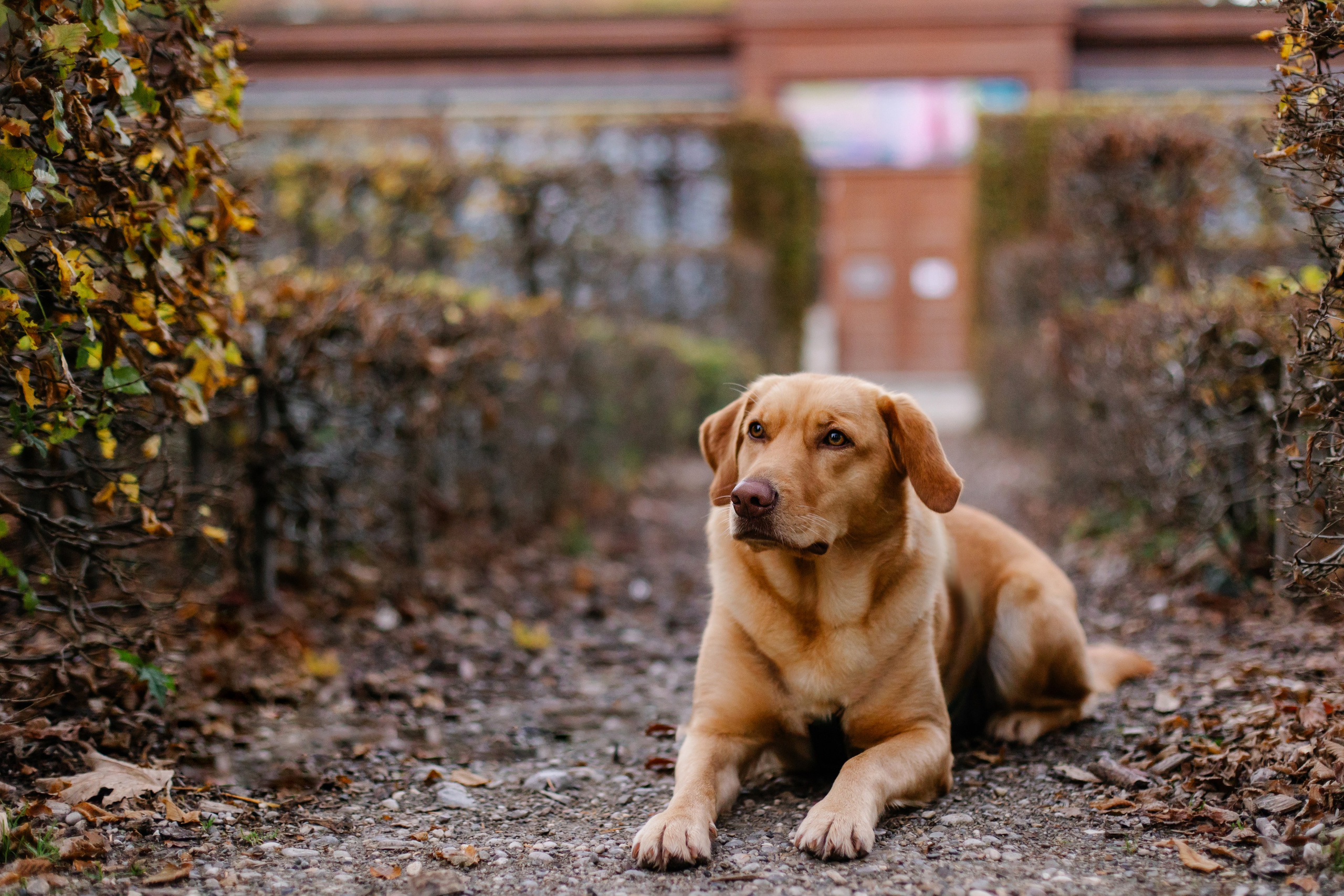 Hundeshooting / Hundefotografie. Fotografin in München Dasha Antipina