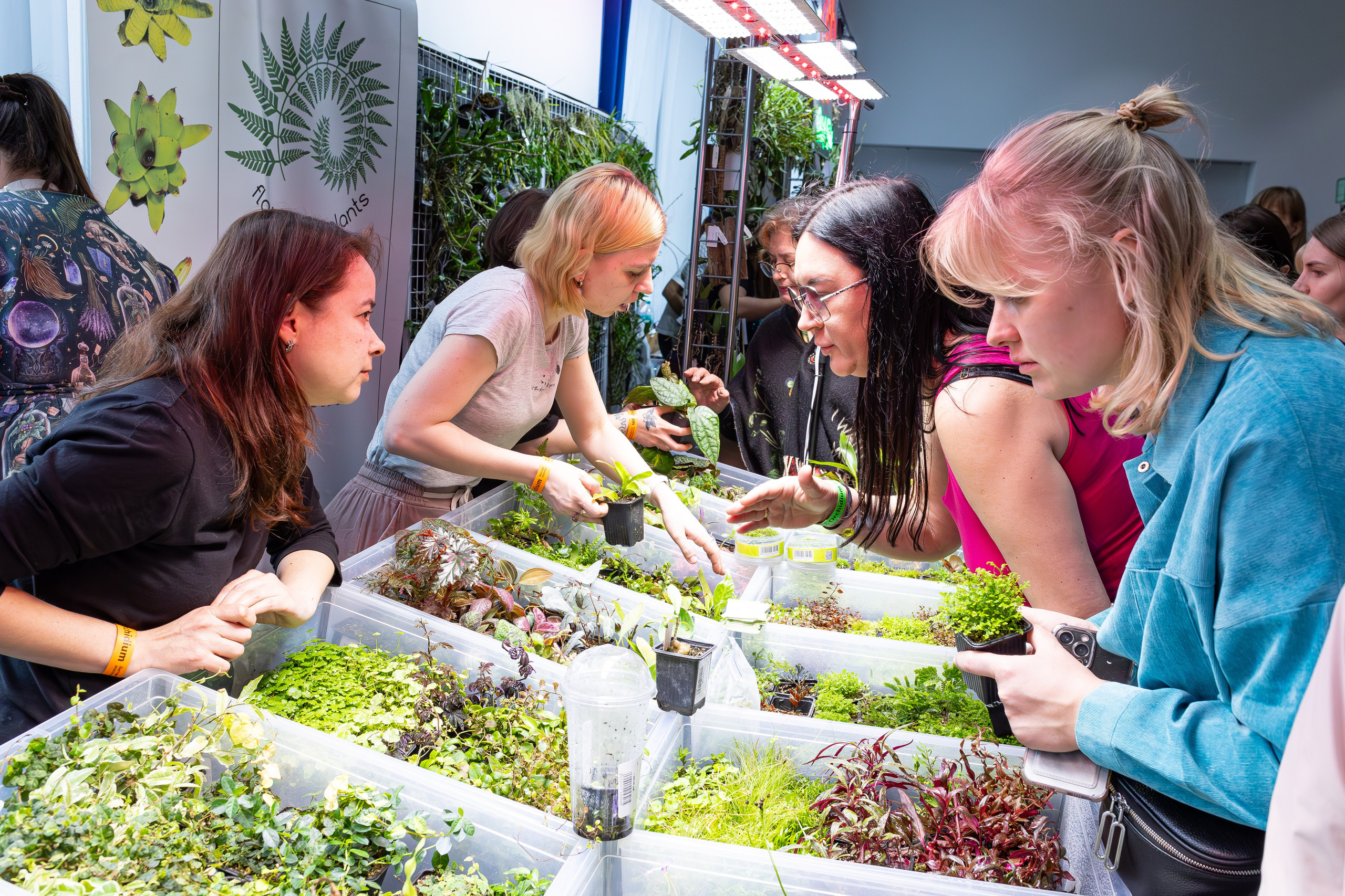 Орхидиум май 2025. Александра Куликова фотограф, Москва