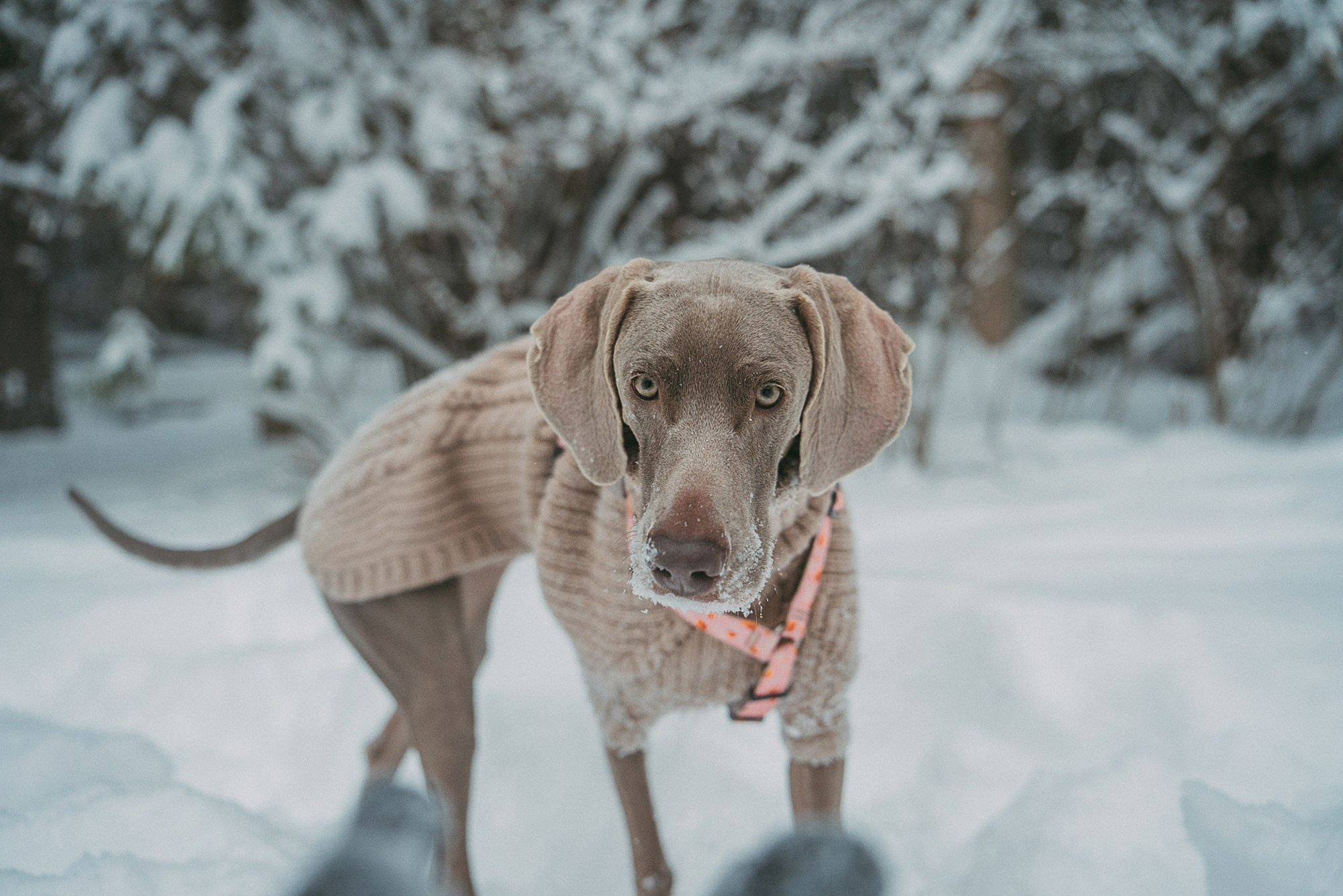 Лена и Фанни. Фотограф анималист в Москве и Санкт-Петербурге Свиридова Анна