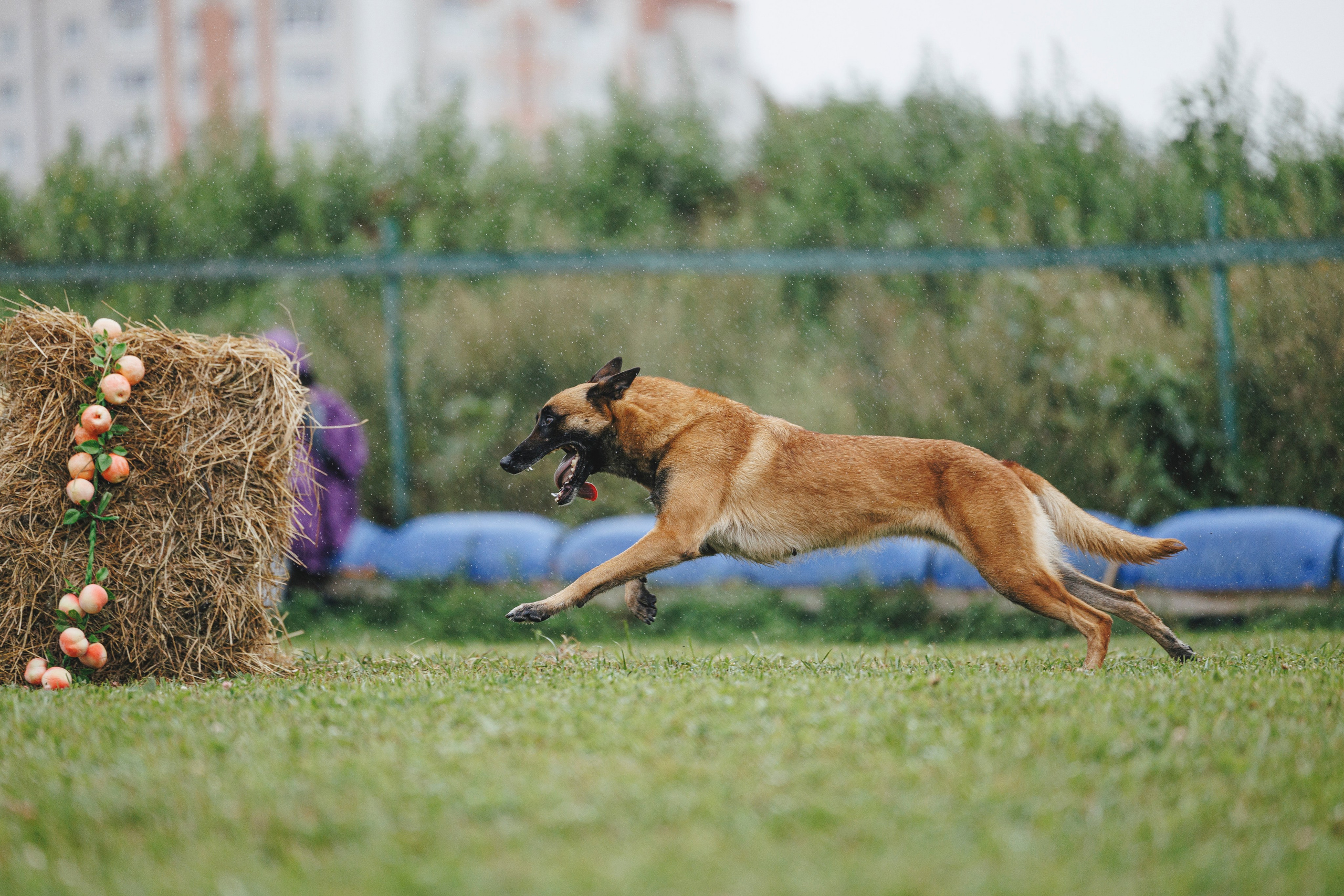 08.08.25-10.08.25 ЧР по мондьорингу г. Вологда. Фотограф-анималист Анна Маринич