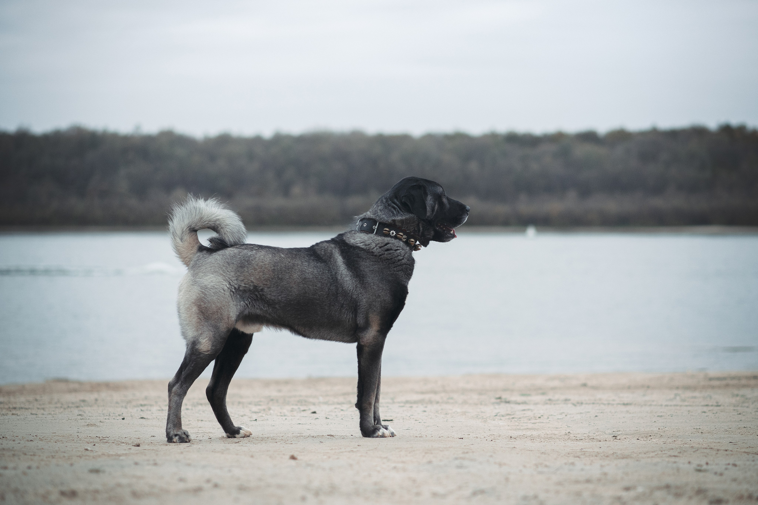 Турецкий кангал Дикили — 20.10.2024. Фотограф — Анималист | Анна Абрамова