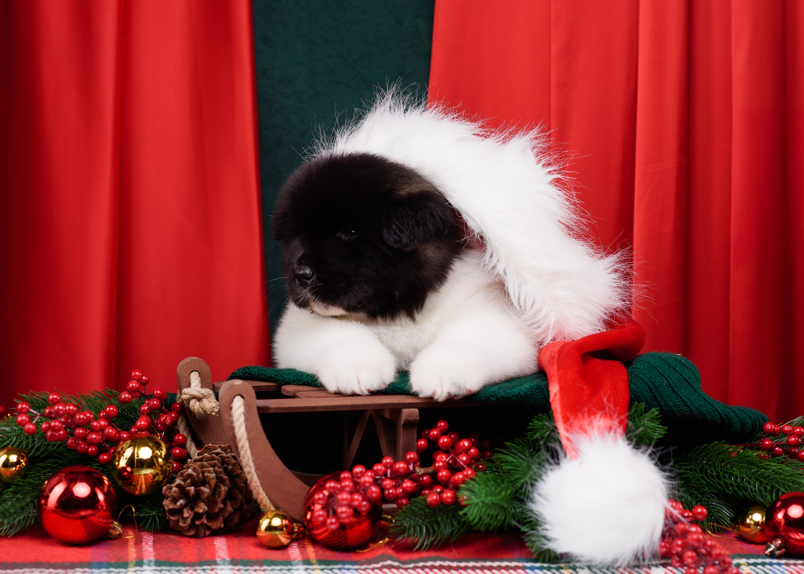 Щенки Американской Акиты. Фотограф — Анималист | Анна Абрамова