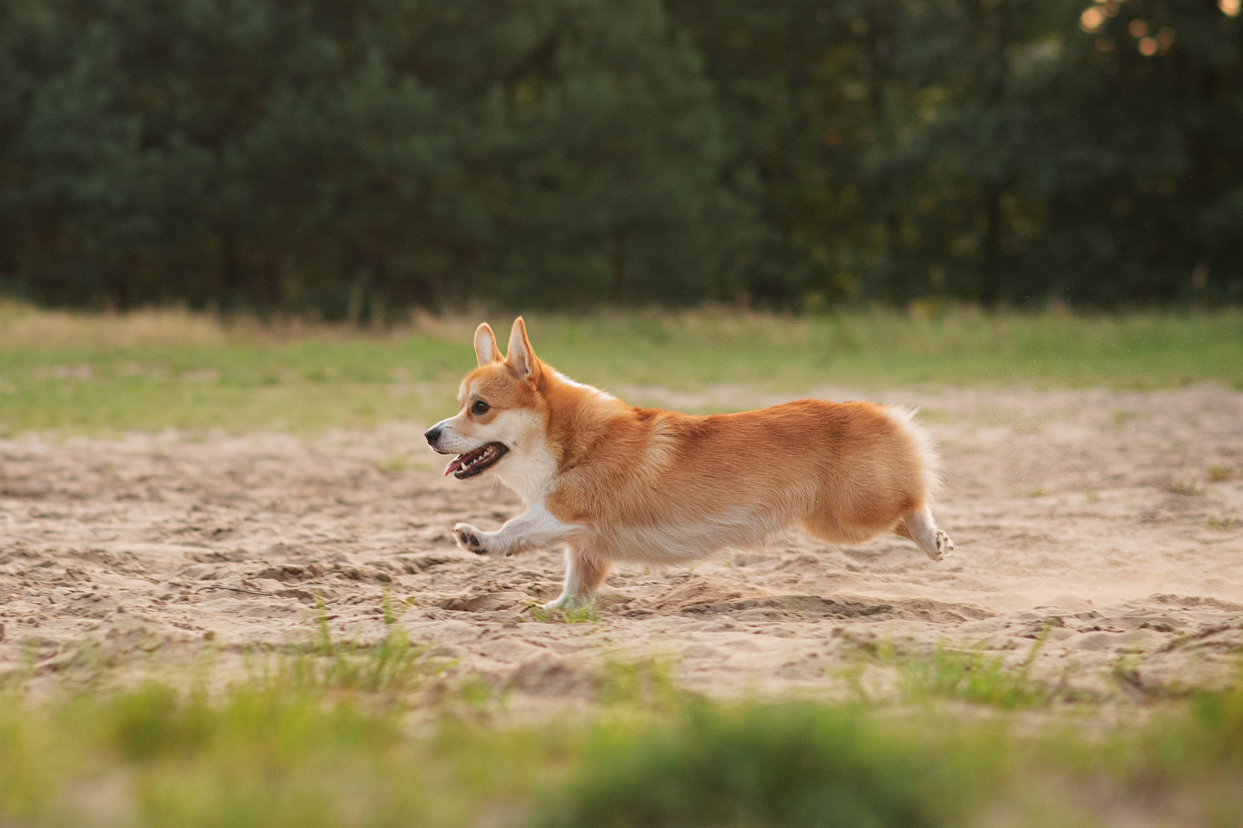 Саша, Оксана и Барни — 25.08.2024. Фотограф — Анималист | Анна Абрамова