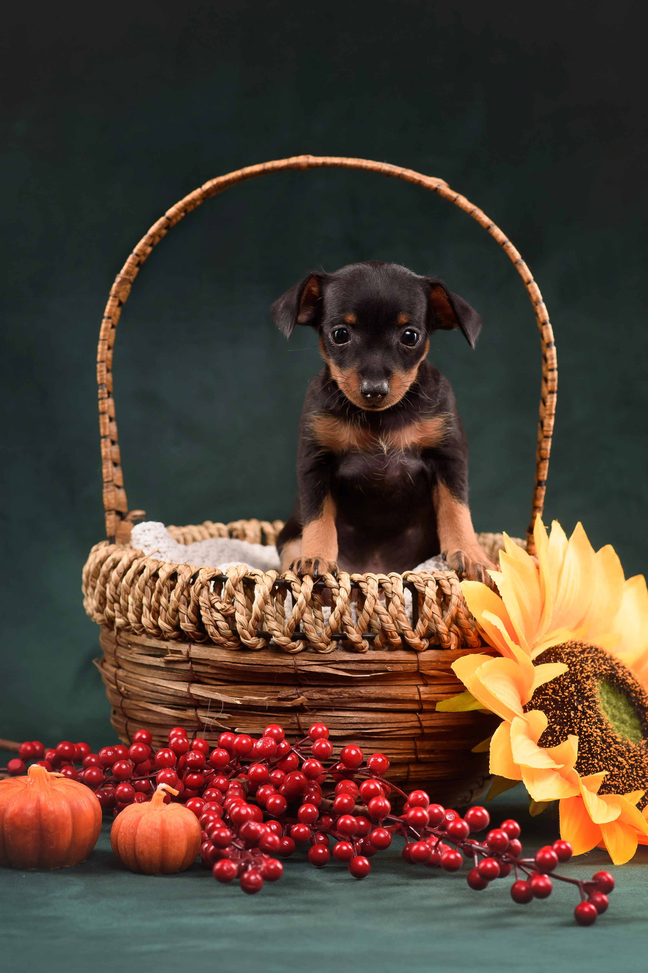 Щенки Пражского крысарика — 19.10.2025. Фотограф — Анималист | Анна Абрамова