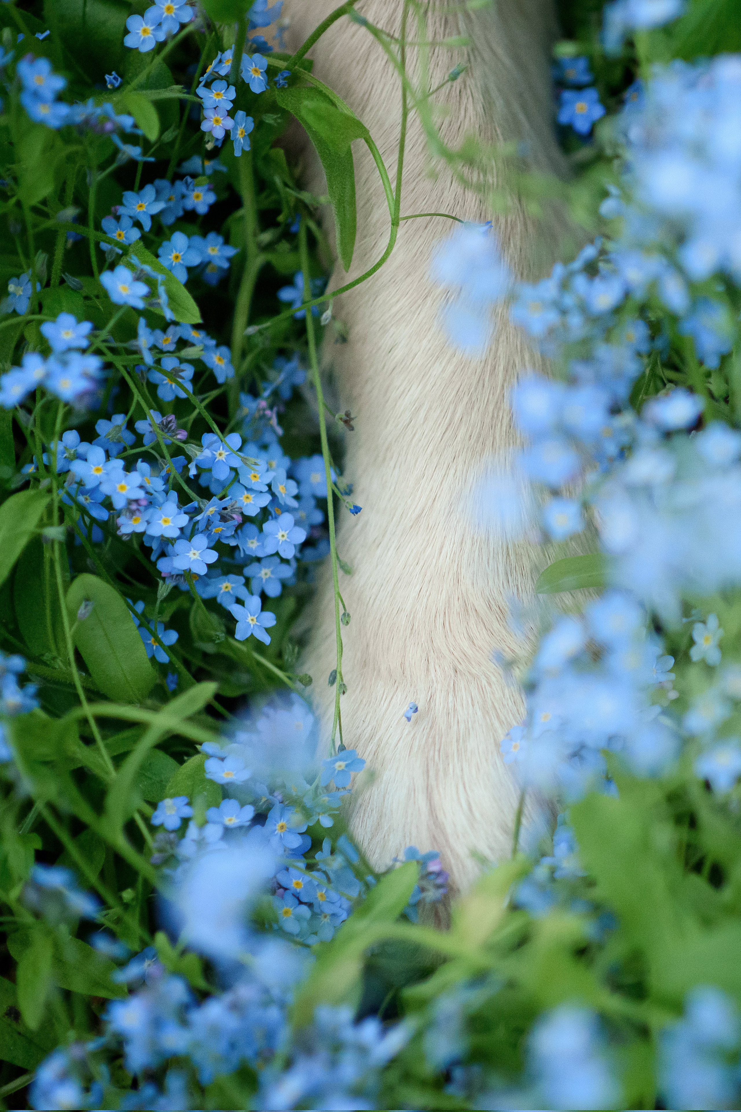 Степа, Йоки и Мята — 29.05.2024. Фотограф — Анималист | Анна Абрамова