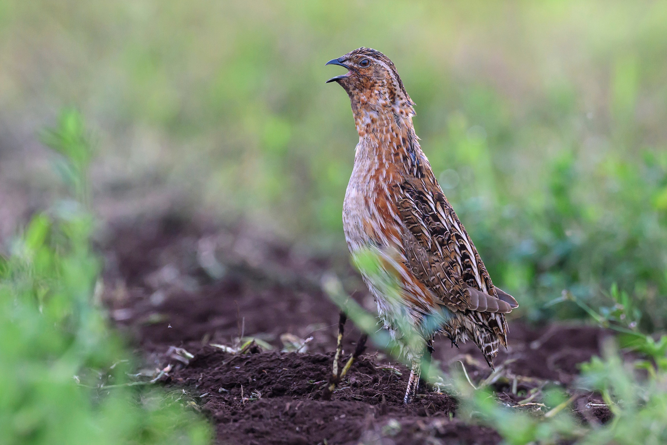 Перепел. Wildlife photography by Sergey Puponin