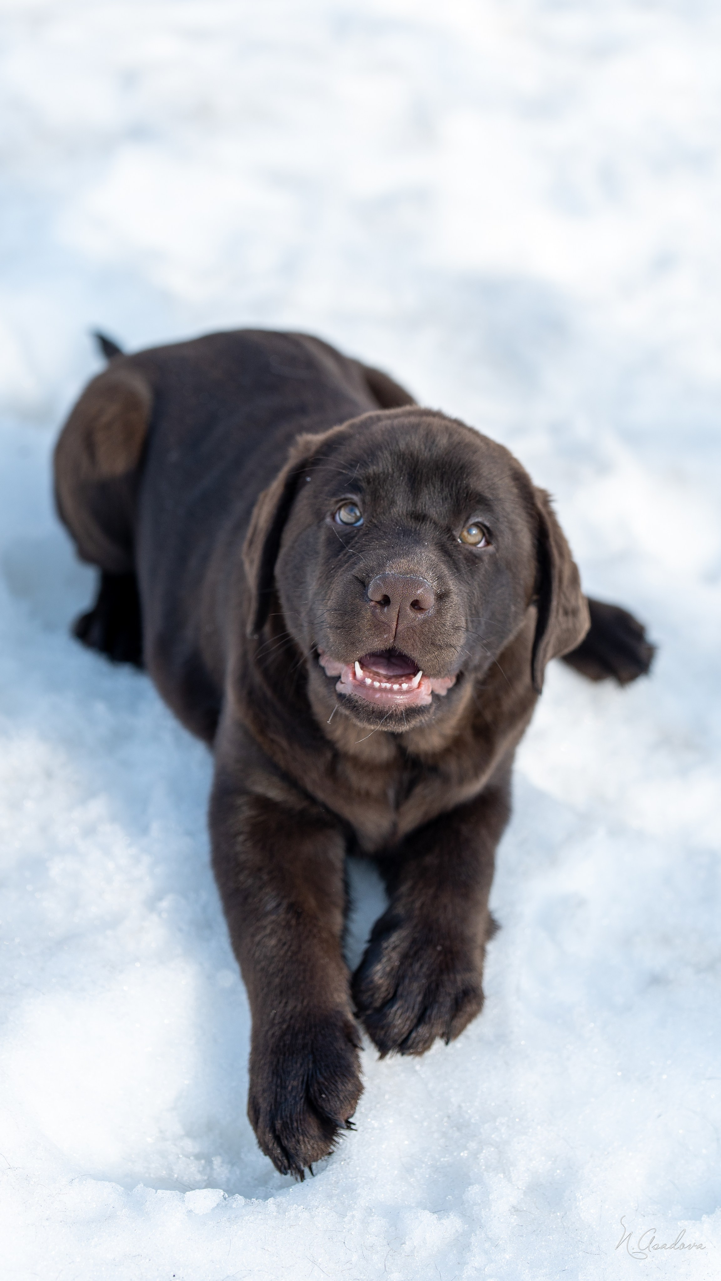 Лабрадор Тейла 2мес. Фотограф-анималист Асадова