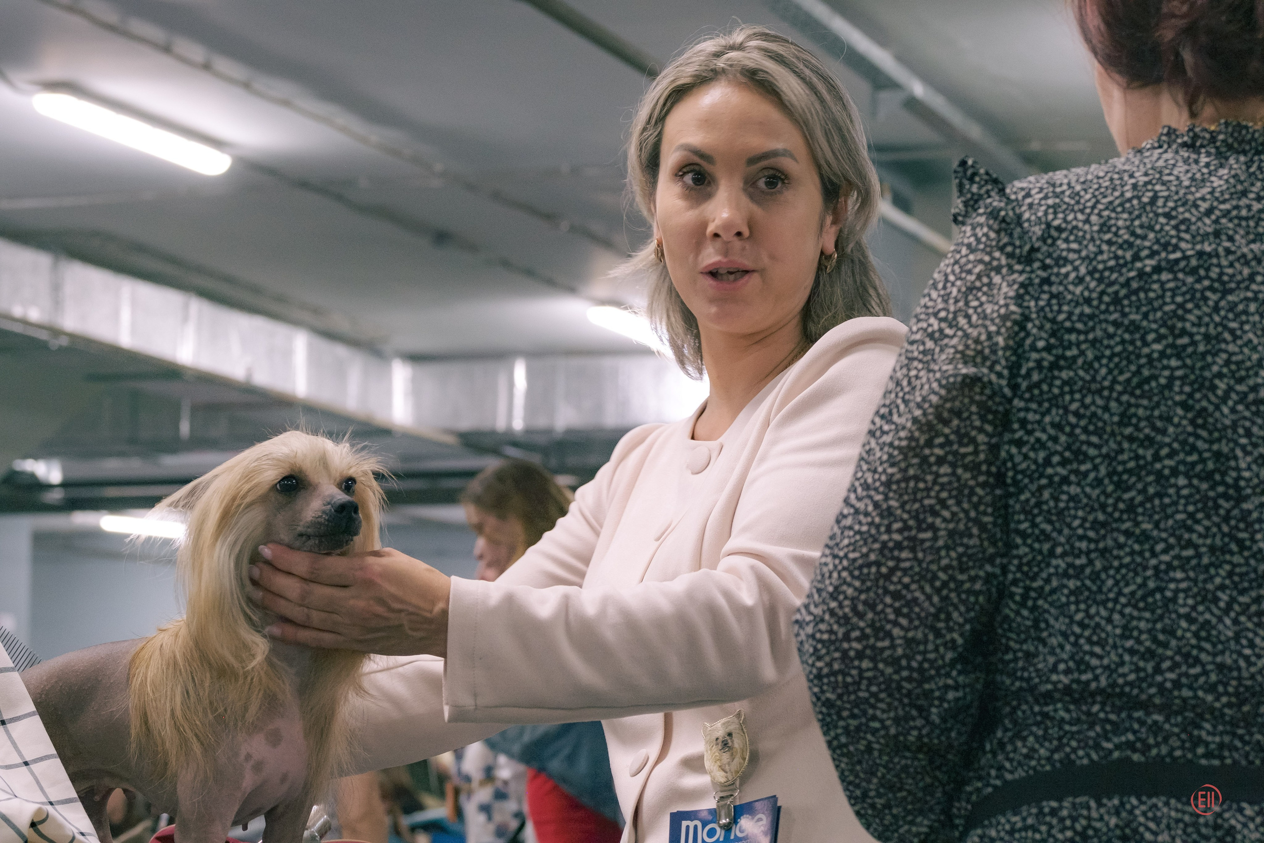 Национальная выставка китайских хохлатых собак 2023. Питомник китайских хохлатых собак Poale Ell: купить щенка