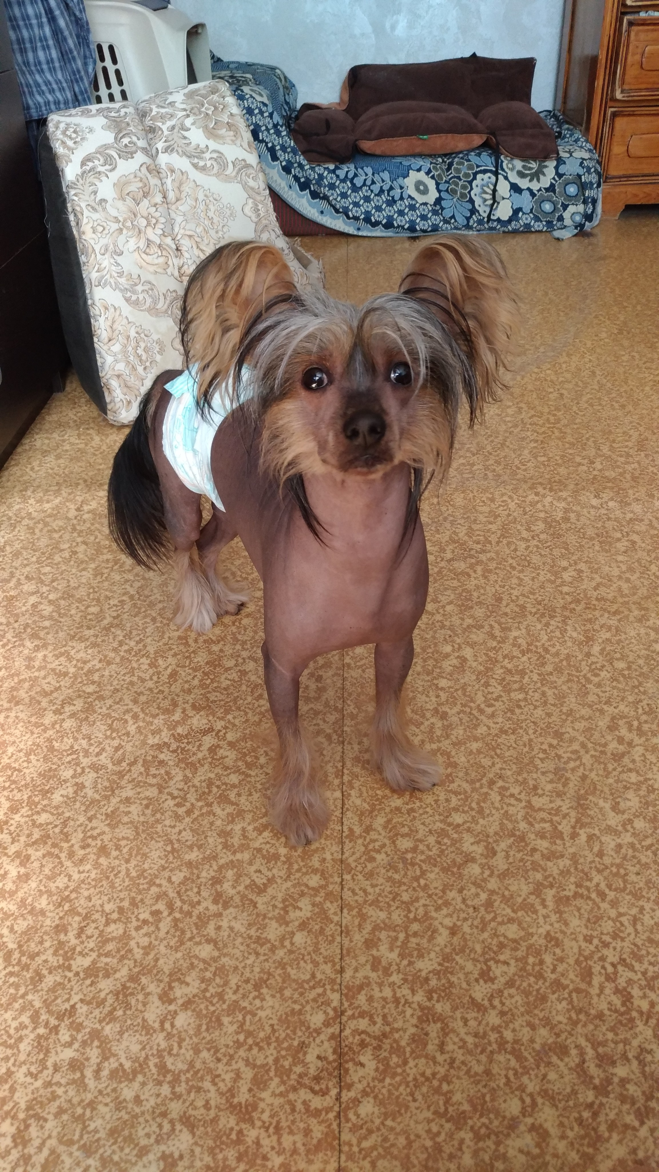 Адамусик милый малыш. Питомник китайских хохлатых собак Poale Ell: купить щенка в питомнике