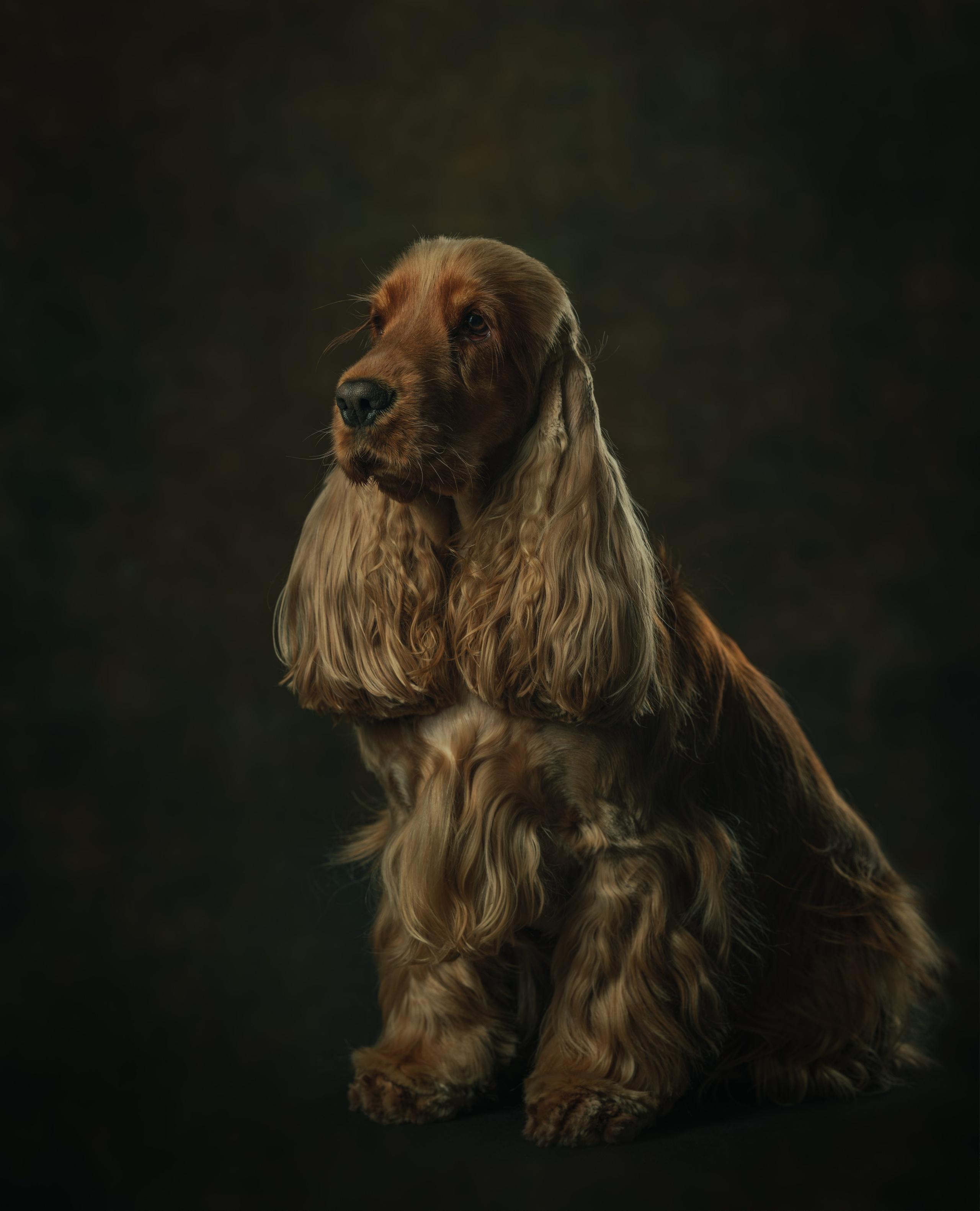 Портреты животных. Арт-фотограф Михаил Danko, г. Новосибирск