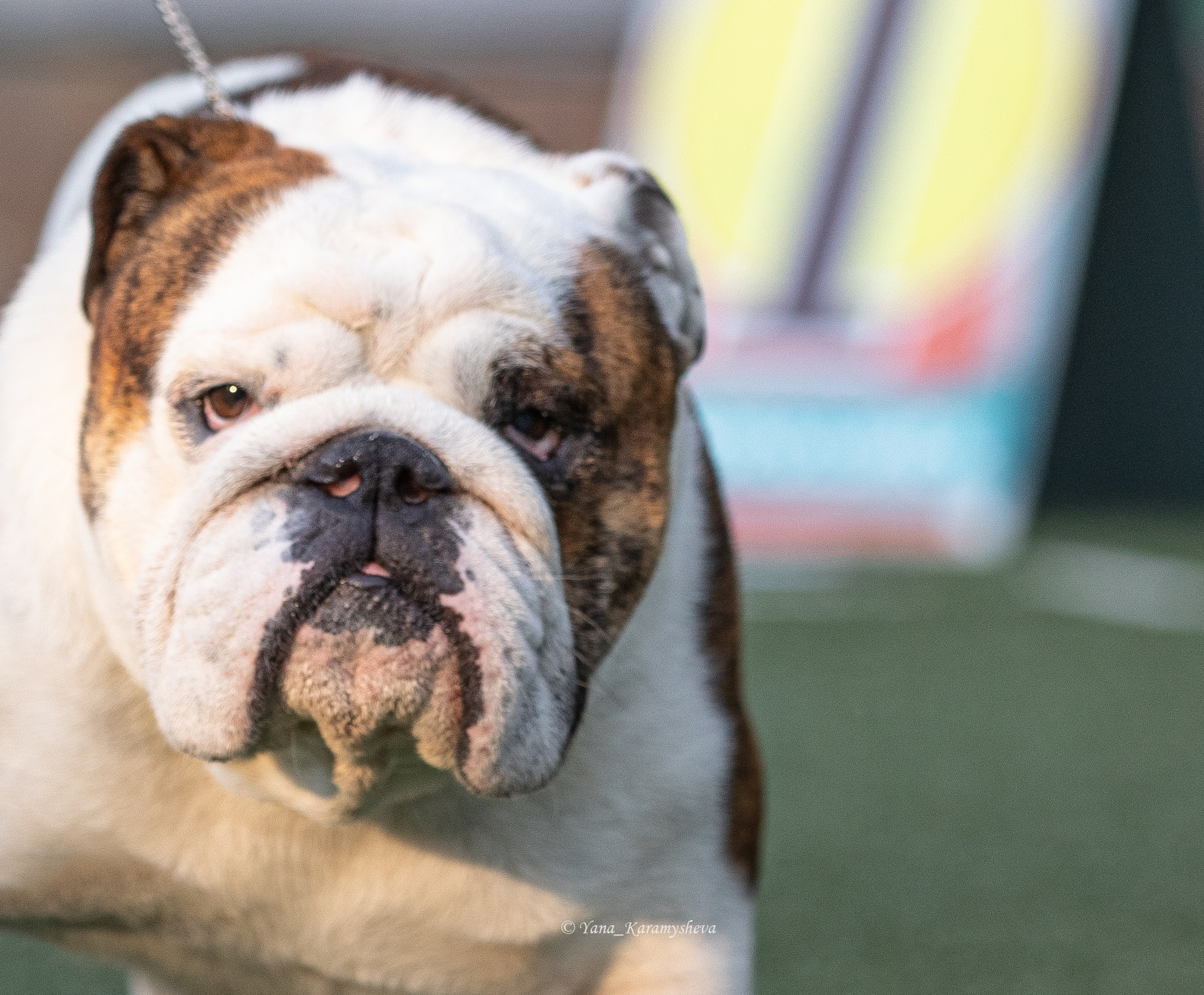 Экстерьерная, ринговая. Yana Karamysheva Animal Photo