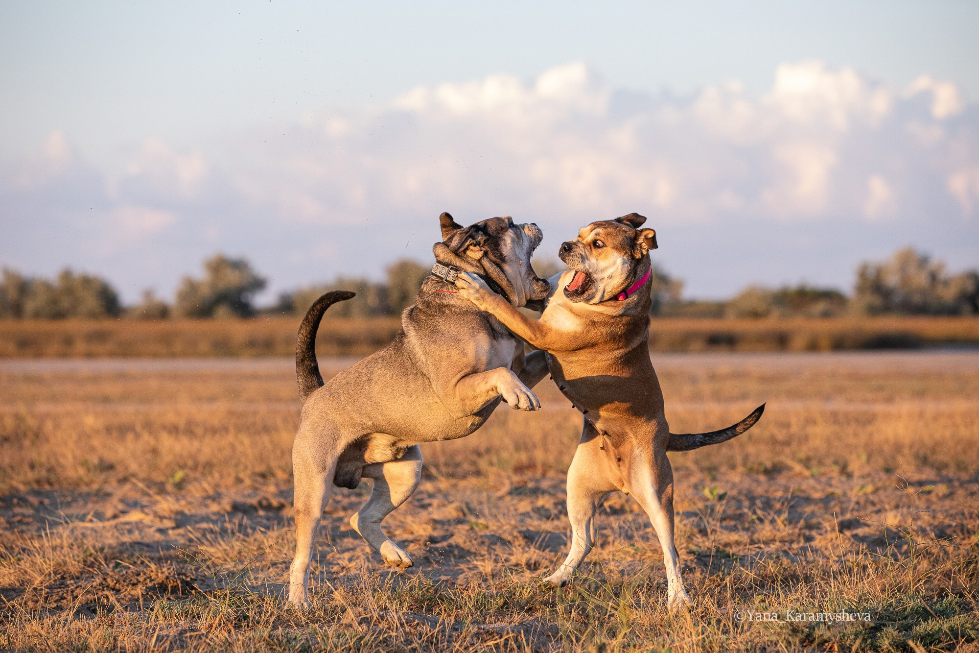 В движении. Yana Karamysheva Animal Photo