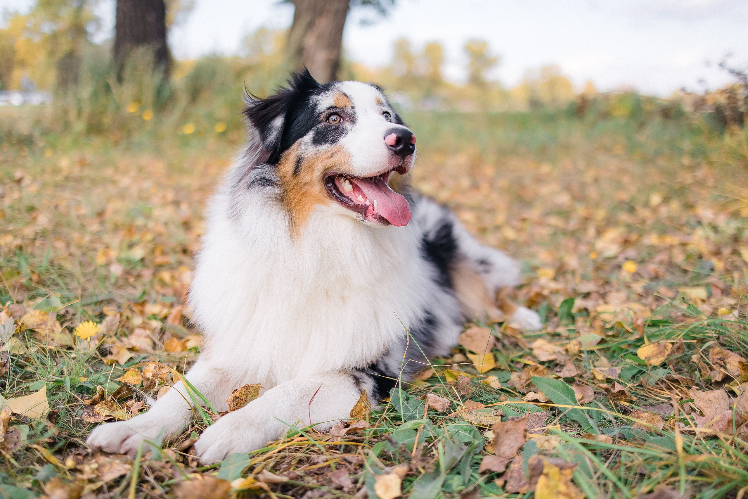 Аусси Дэймон. Свадебный и женский фотограф