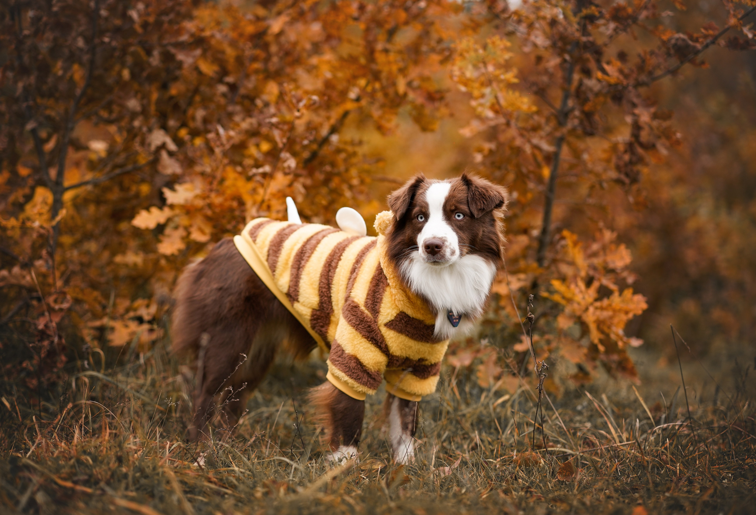 Фотодень Хэллоуин 2025. Фотограф-анималист в Санкт-Петербурге Яна Мартынова