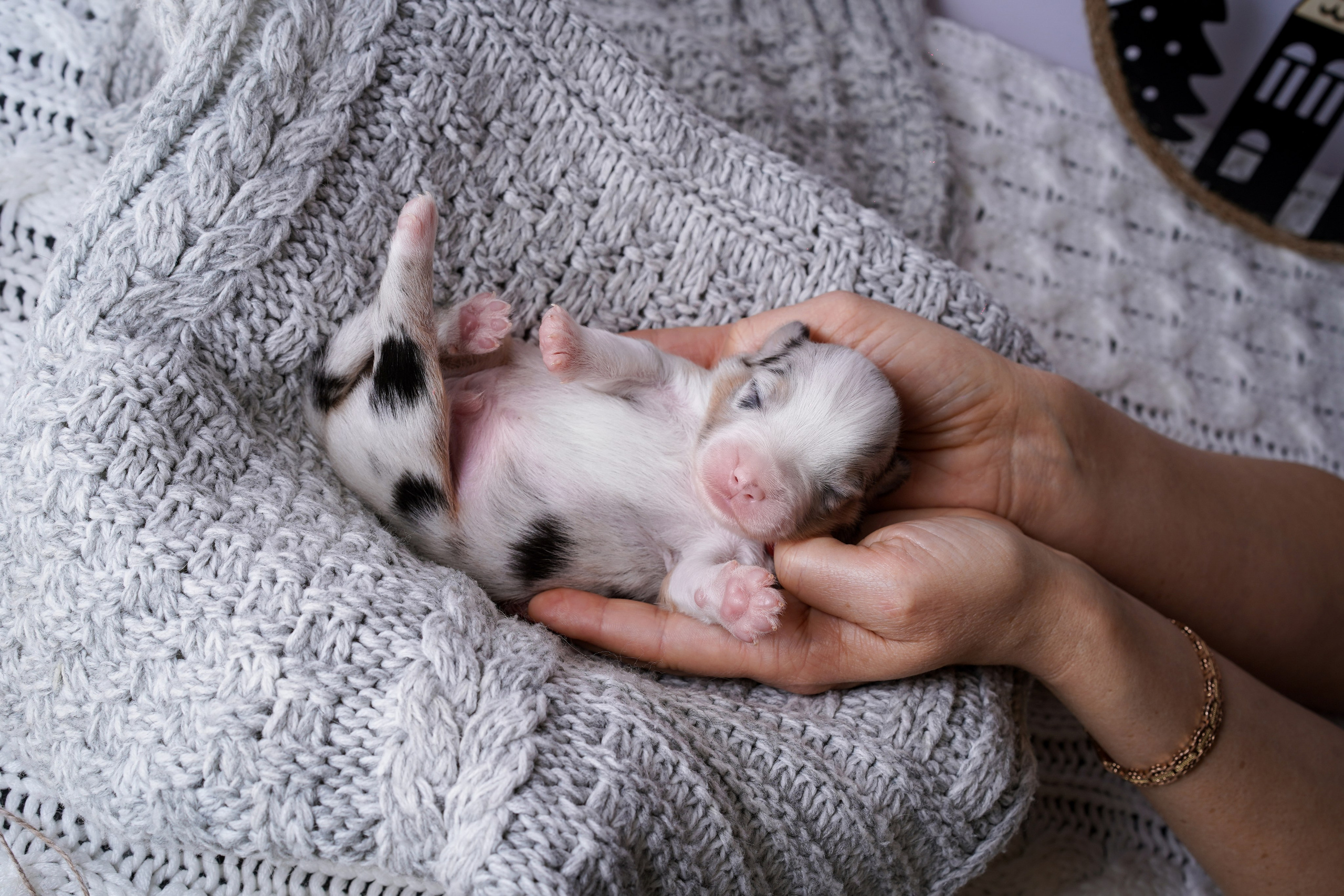 Щенки австралийской овчарки. Фотограф-анималист в Санкт-Петербурге Яна Мартынова