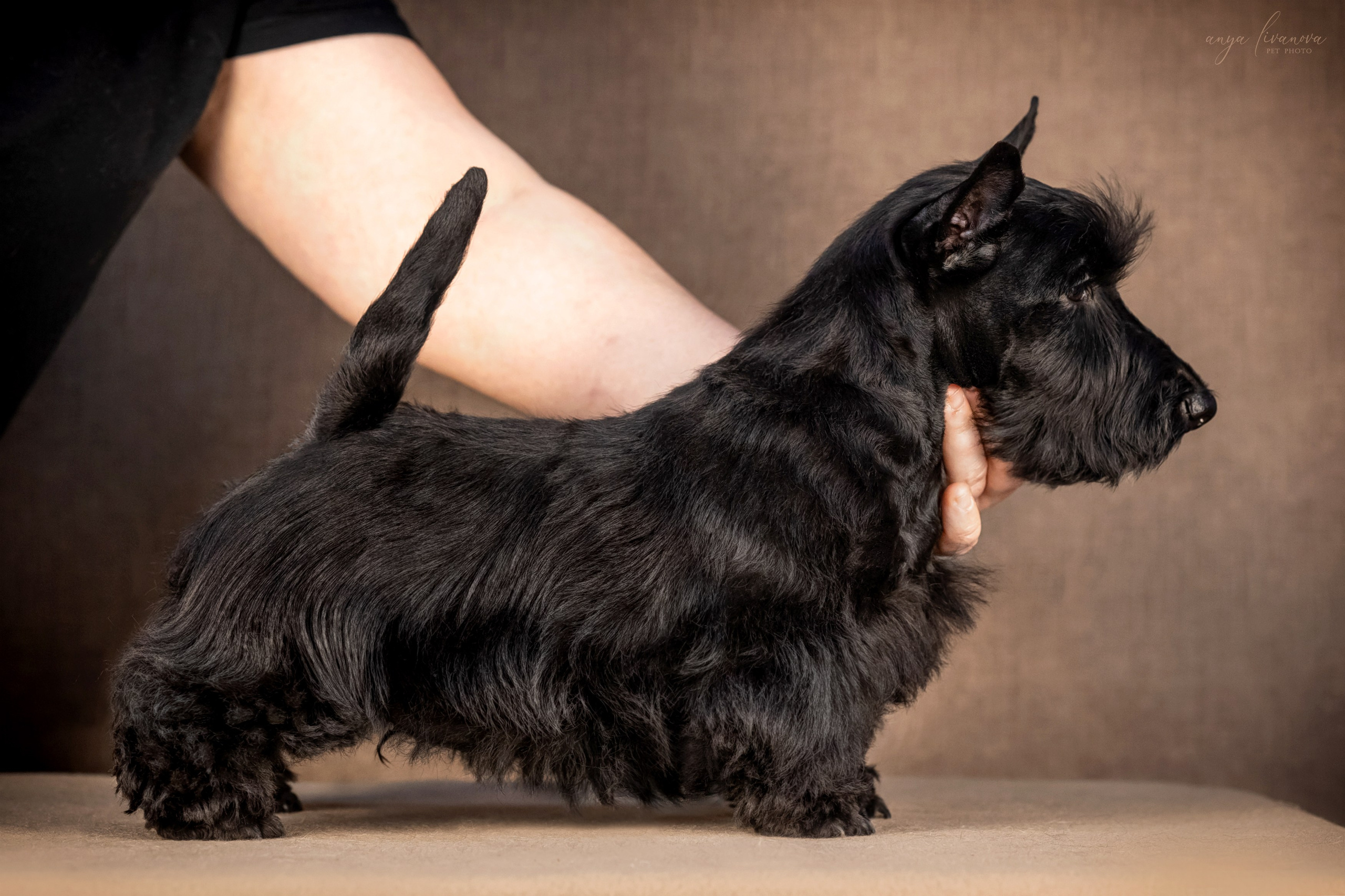 Скотчики. Фотограф анималист Аня Ливанова | Рыбинск