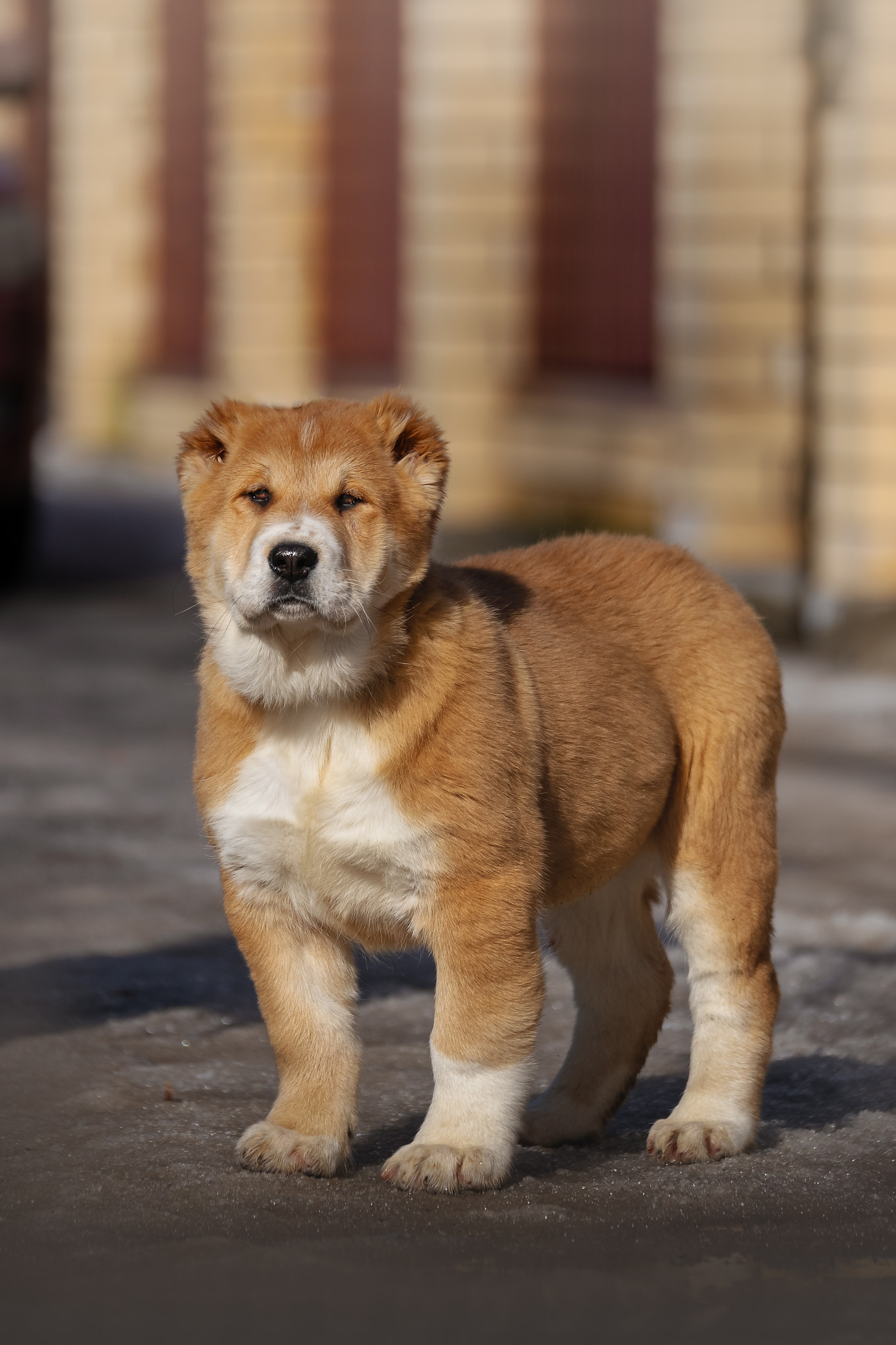 Щенки/котята. Фотограф-анималист Нижний Новгород