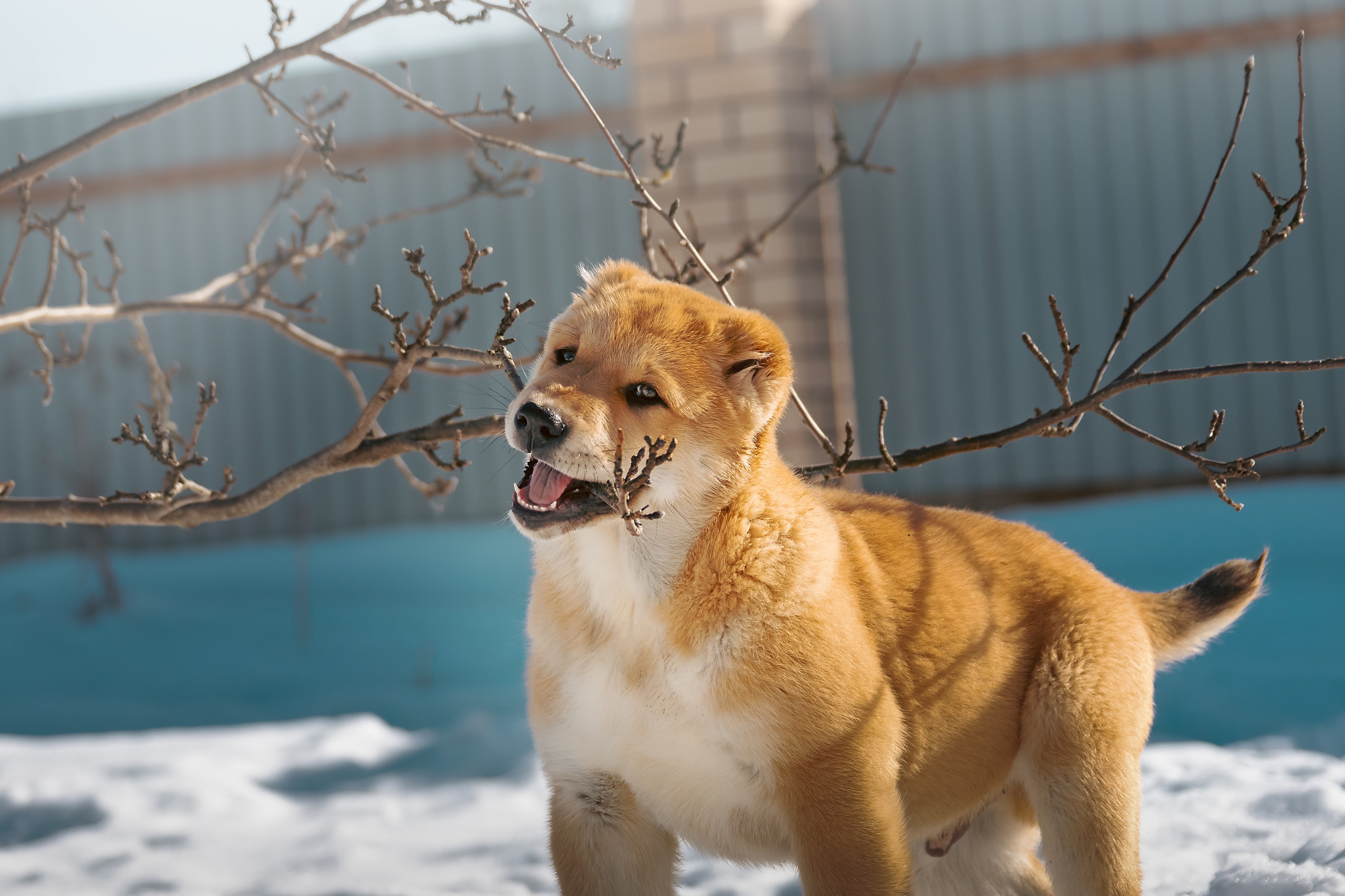 Щенки/котята. Фотограф-анималист Нижний Новгород