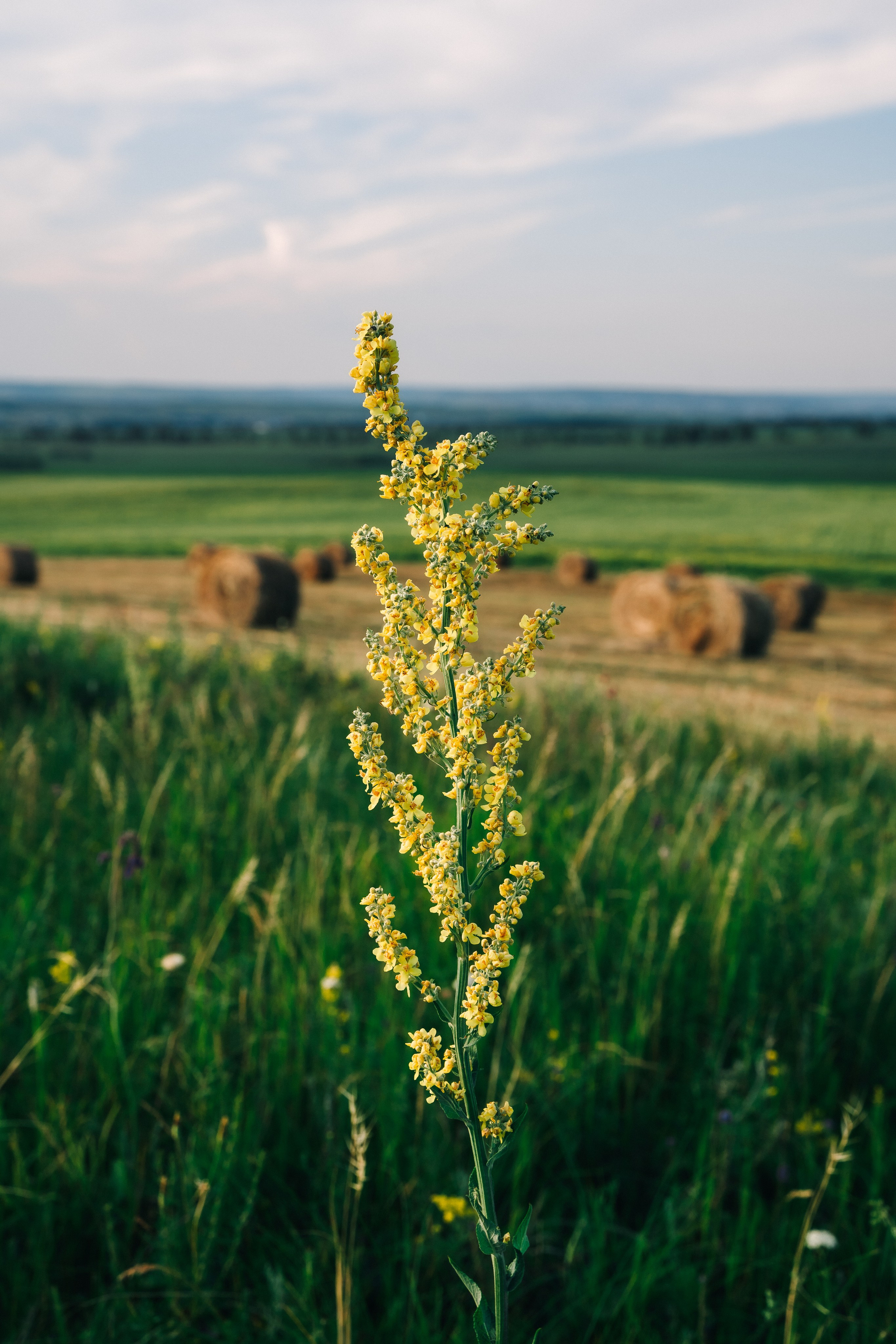 Летний пикник. Семейный и свадебный фотограф в Бугуруслане Екатерина Ронжина