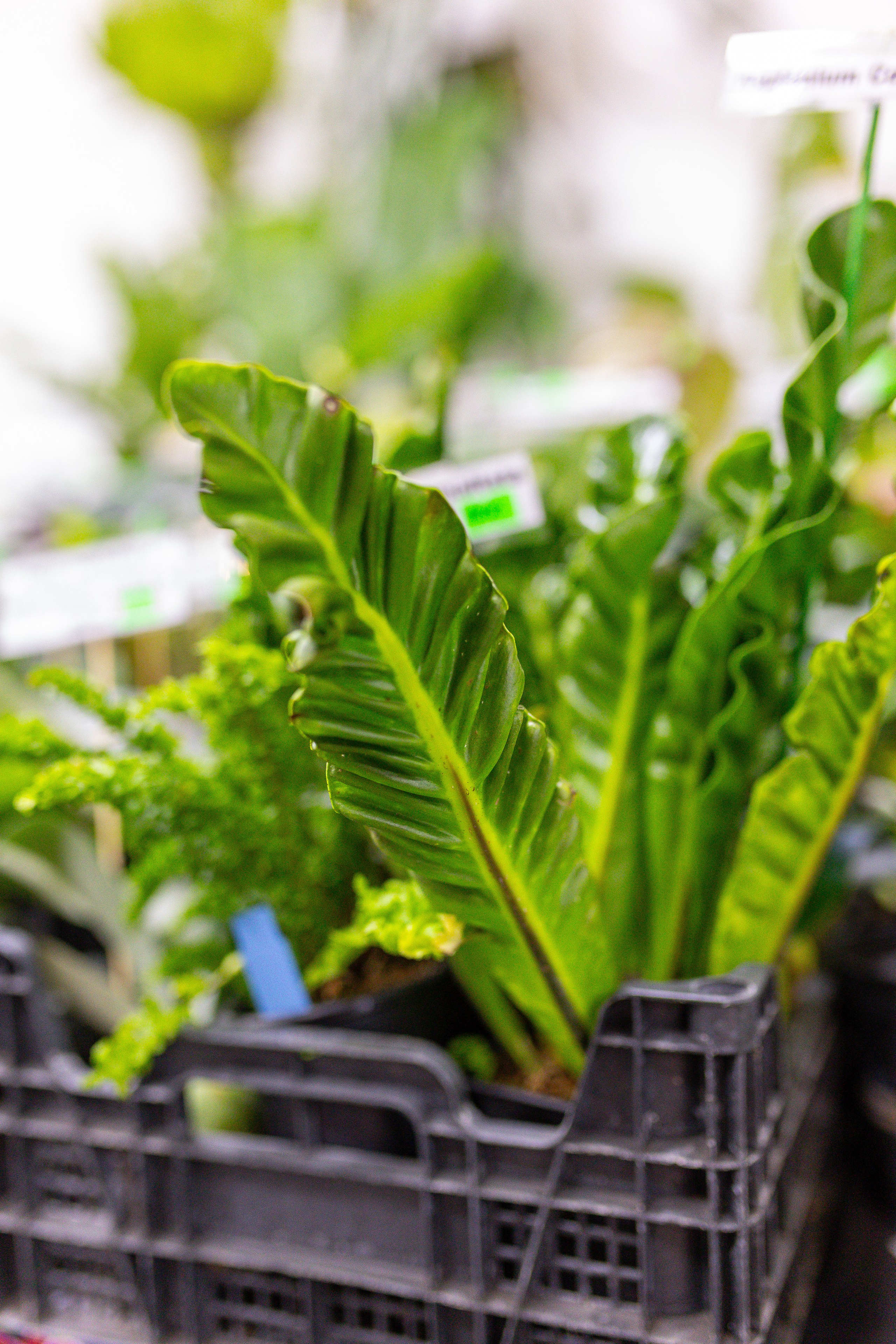 Монстериум 11–12 октября. Александра Куликова фотограф, Москва