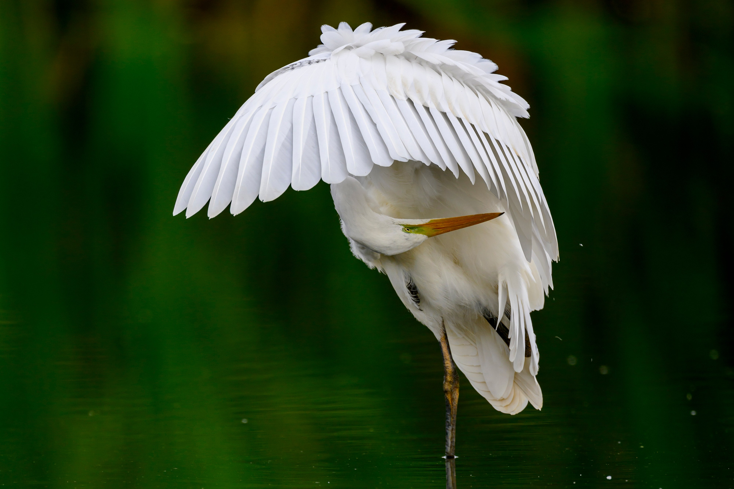 Цапли. Wildlife photography by Sergey Puponin