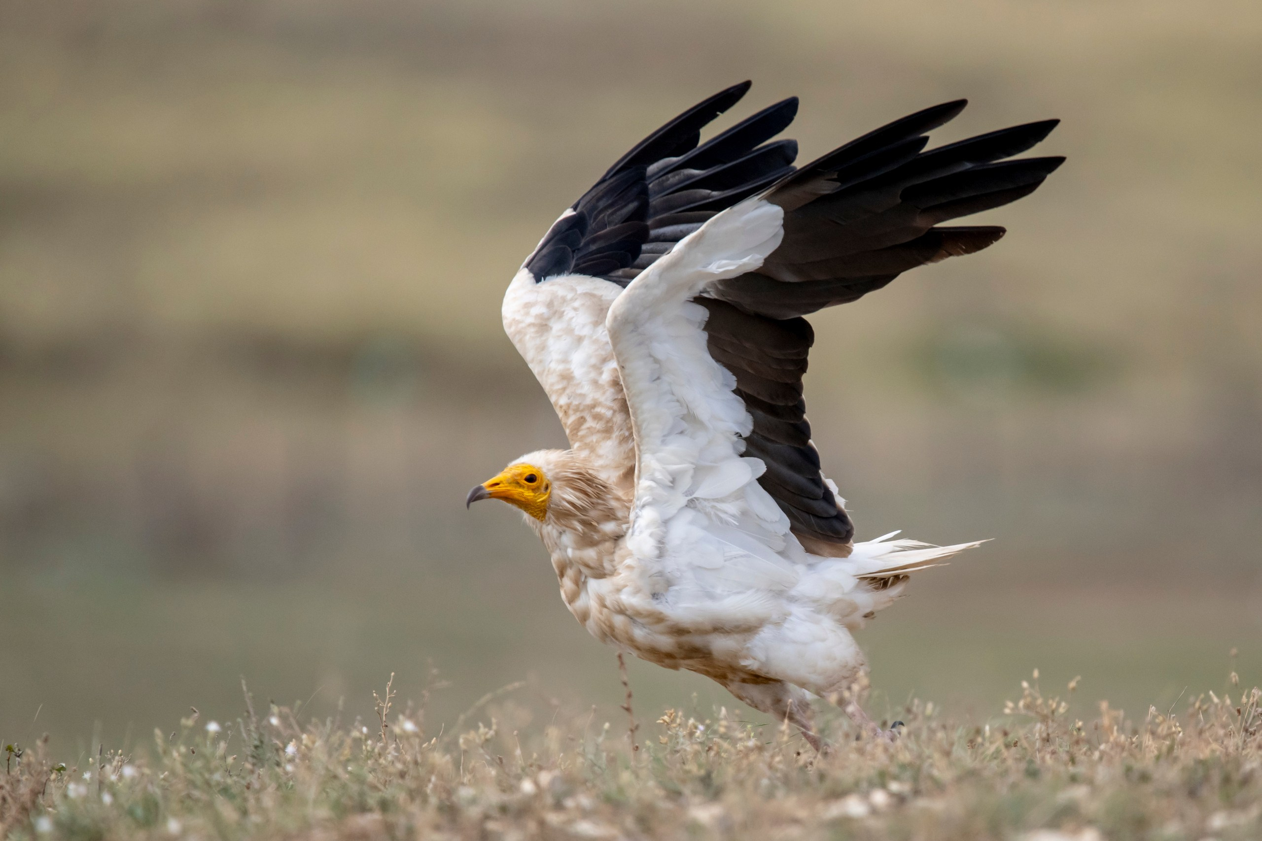 Природа Дагестана, сентябрь 2024. Foto-Zuev фотография как искусство