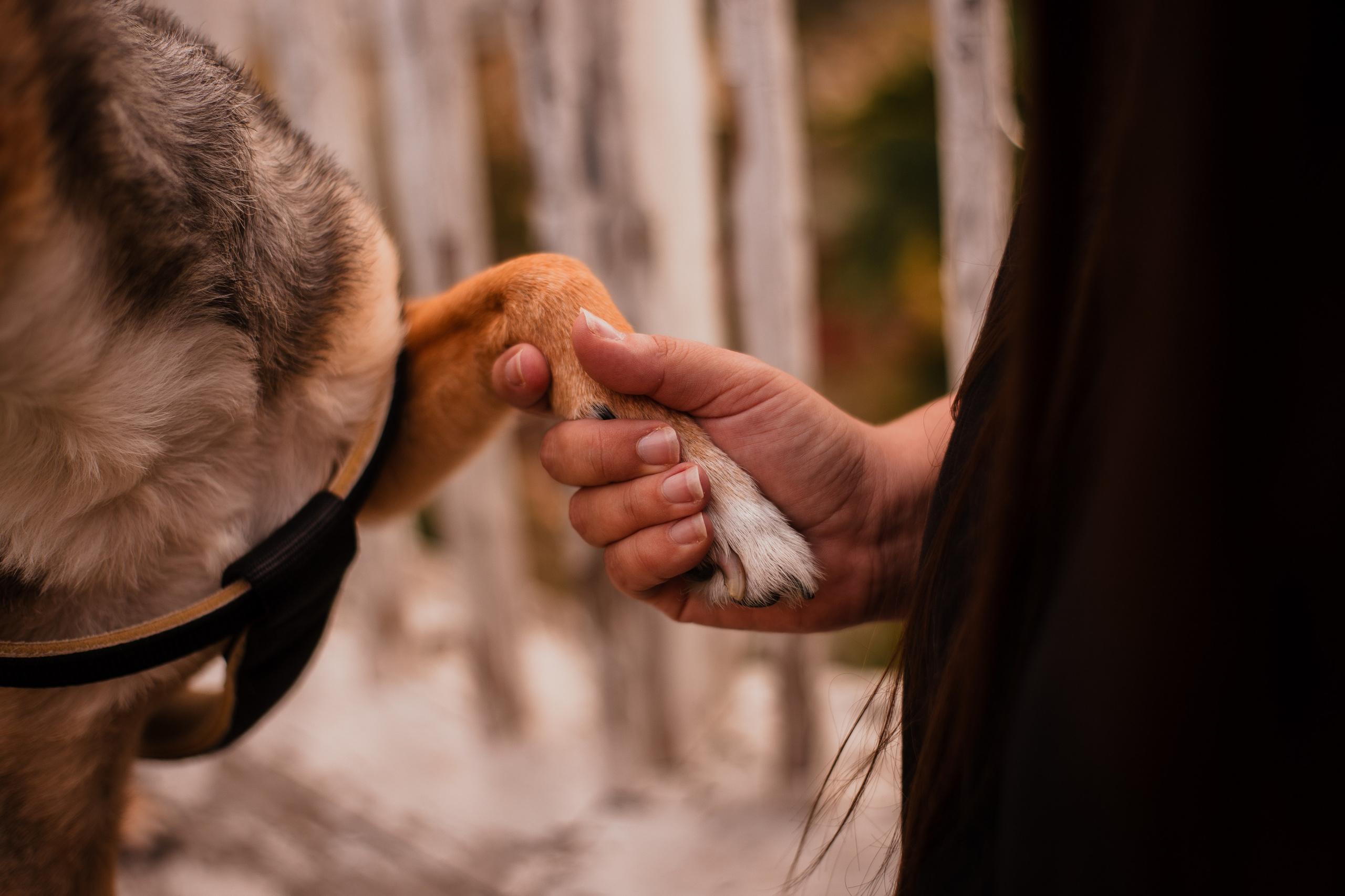Виктория и Раф. Фотограф-анималист Мария Баркевич | Москва