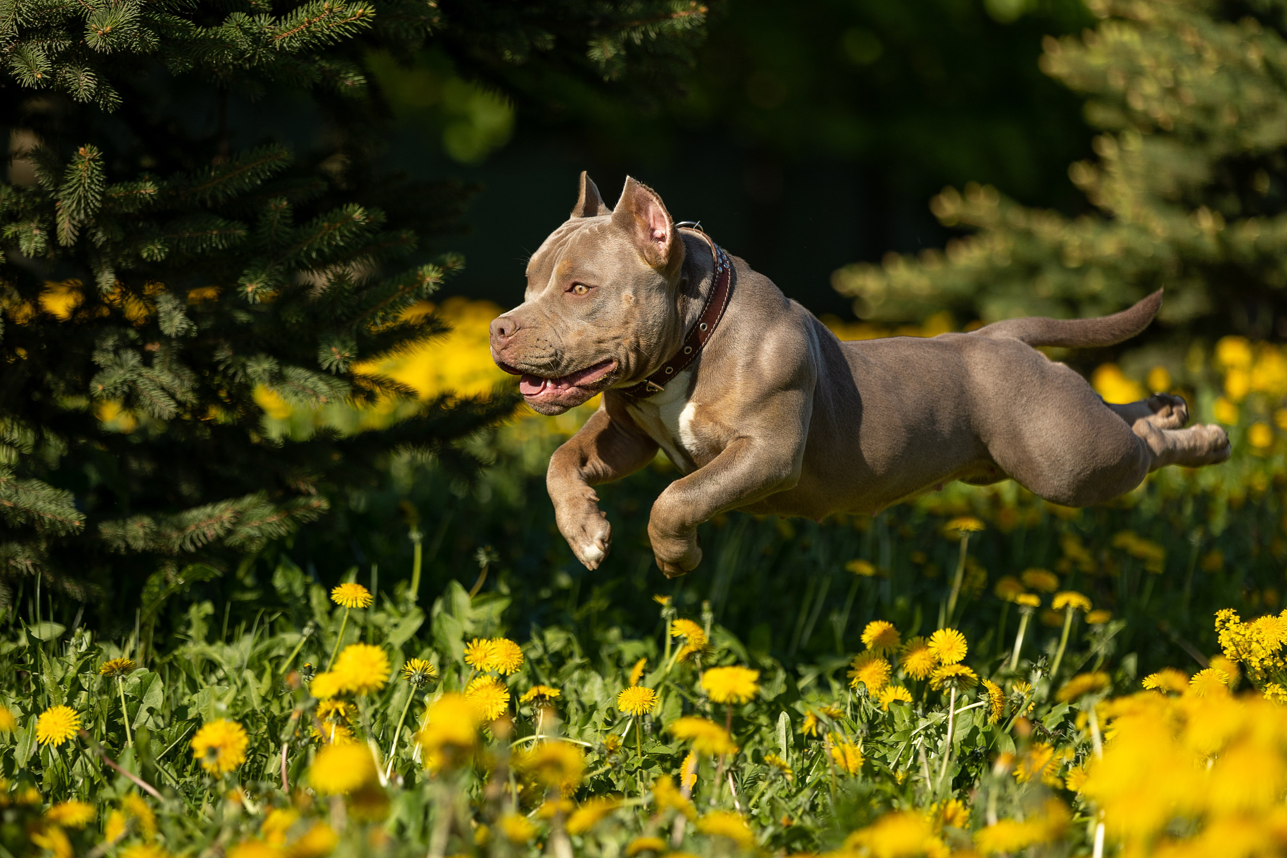 Экстерьер. Фотограф-анималист Александра Шеремет