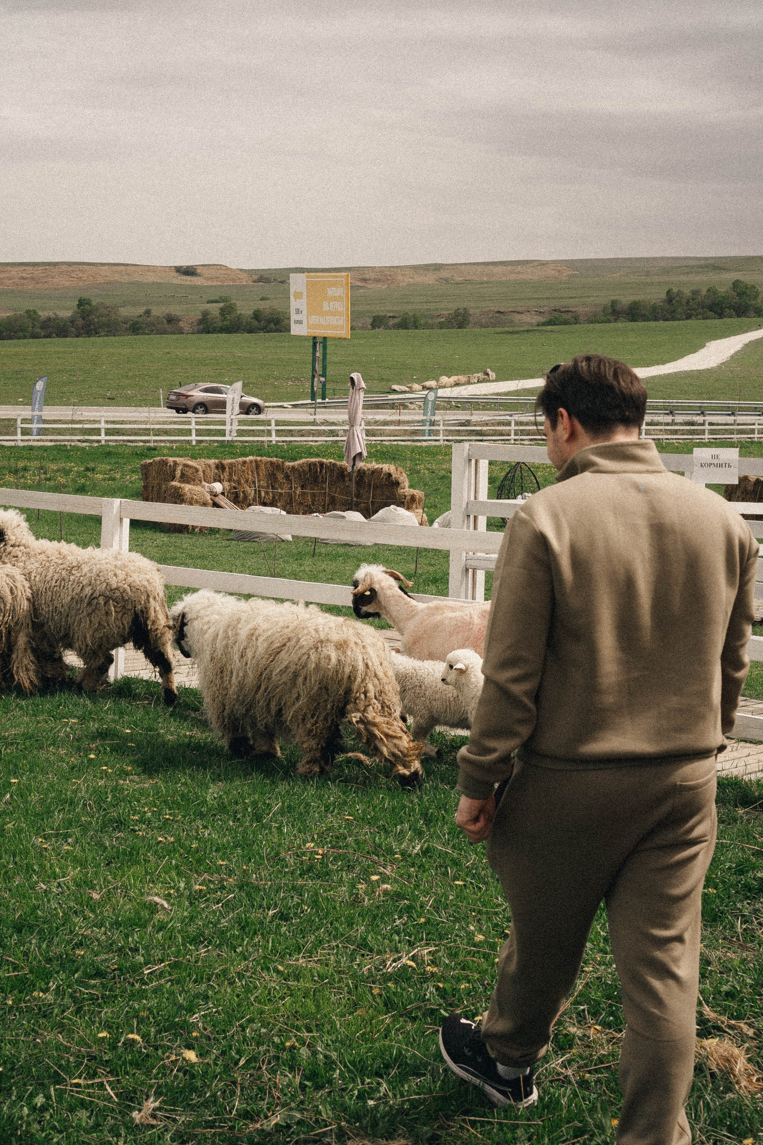 Ферма Альпак. Профессиональный фотограф, Санкт-Петербург — Виктория Богомолова