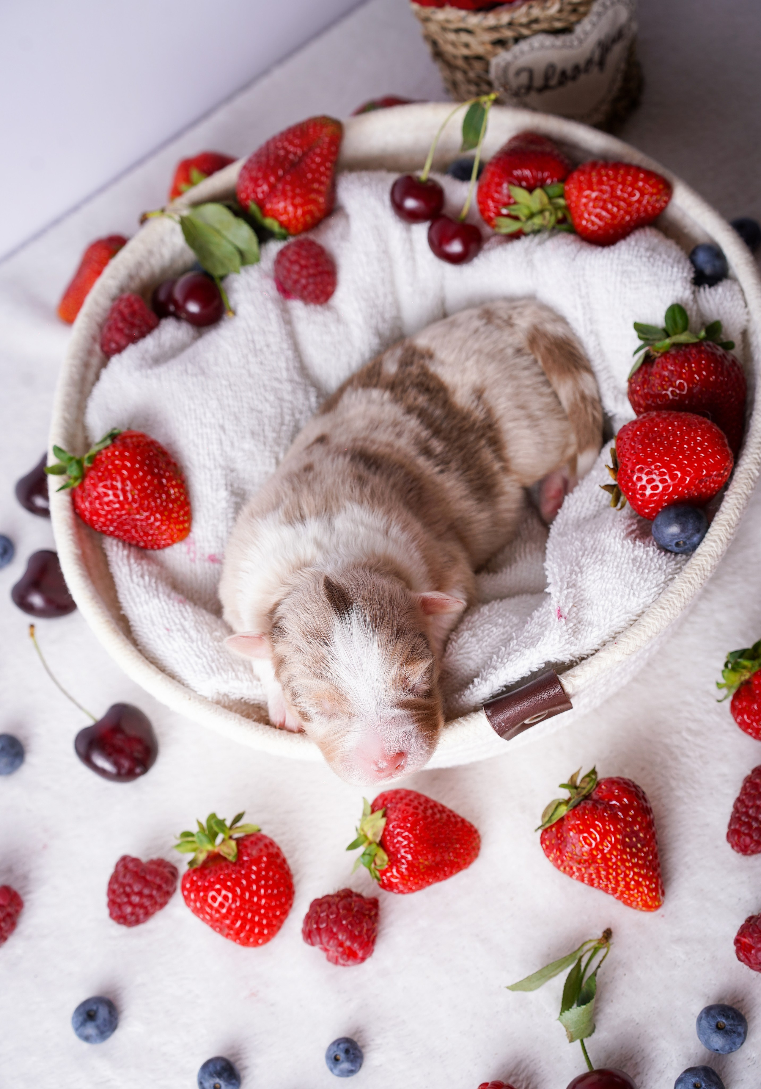 Щенки аусси. Фотограф-анималист в Санкт-Петербурге Яна Мартынова