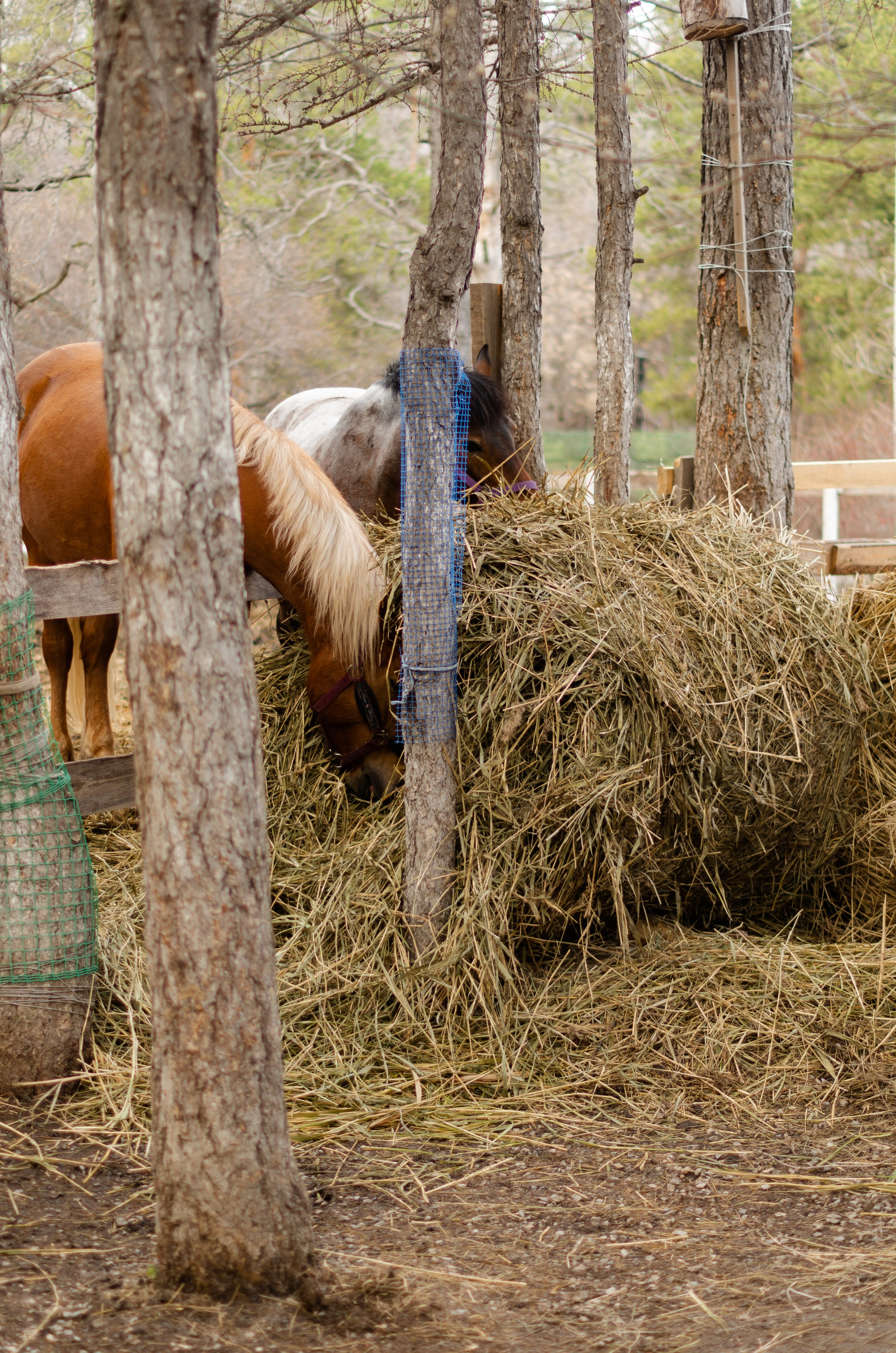 Ковбойская девчонка. Фотограф Марина Доглядная Челябинск фотосессии с лошадьми, мотоциклами