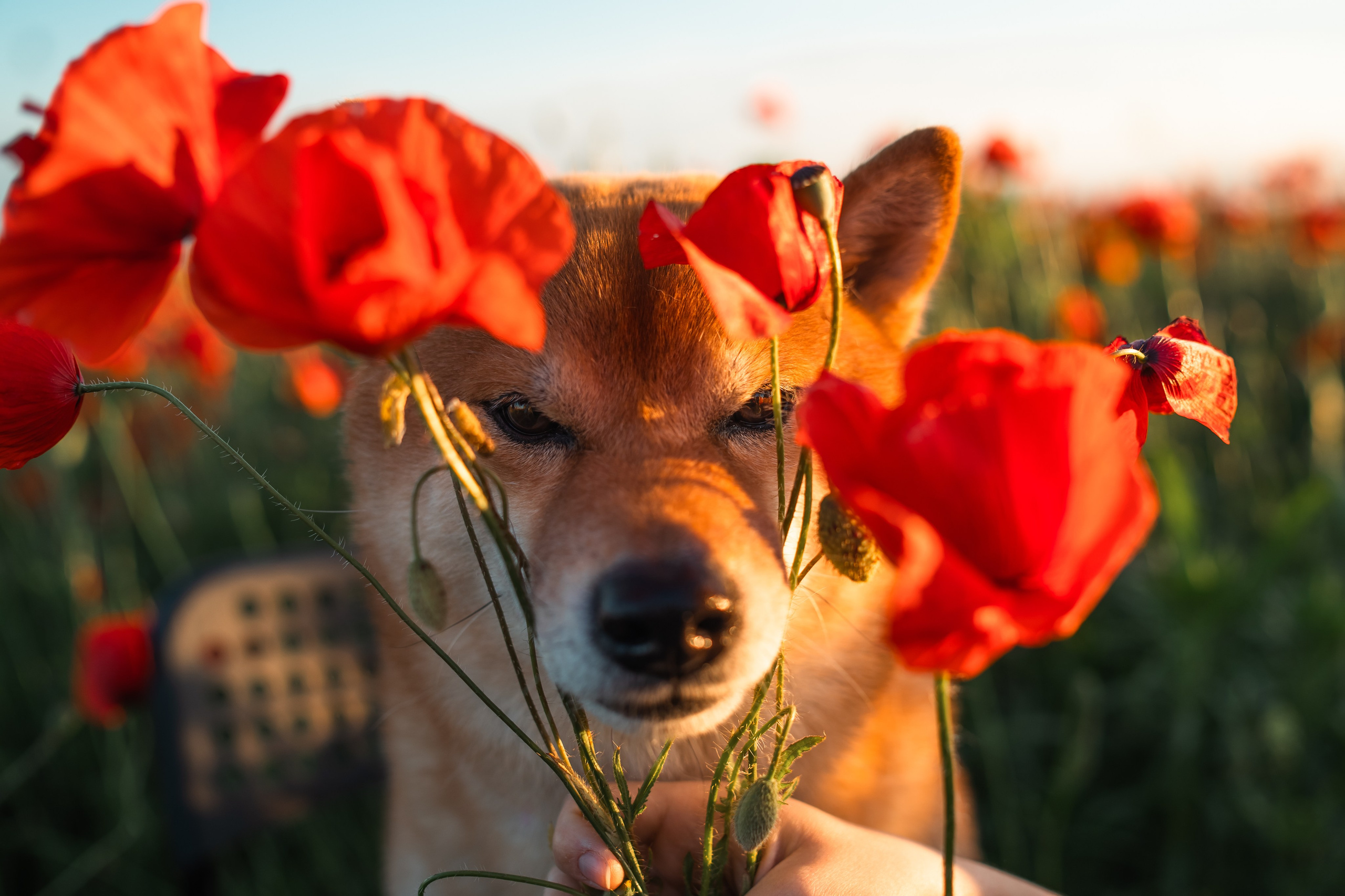 Маковое поле. Фотограф анималист