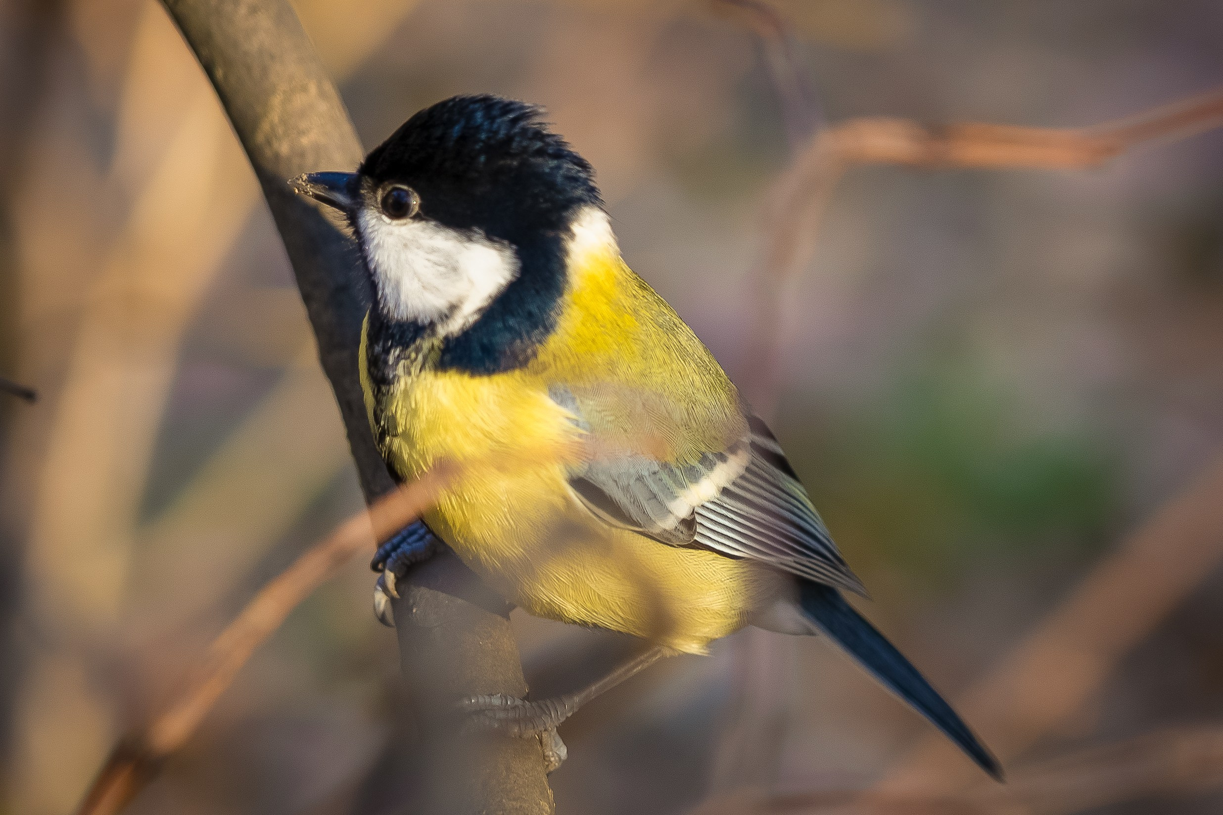 Дикая природа. Photomantis