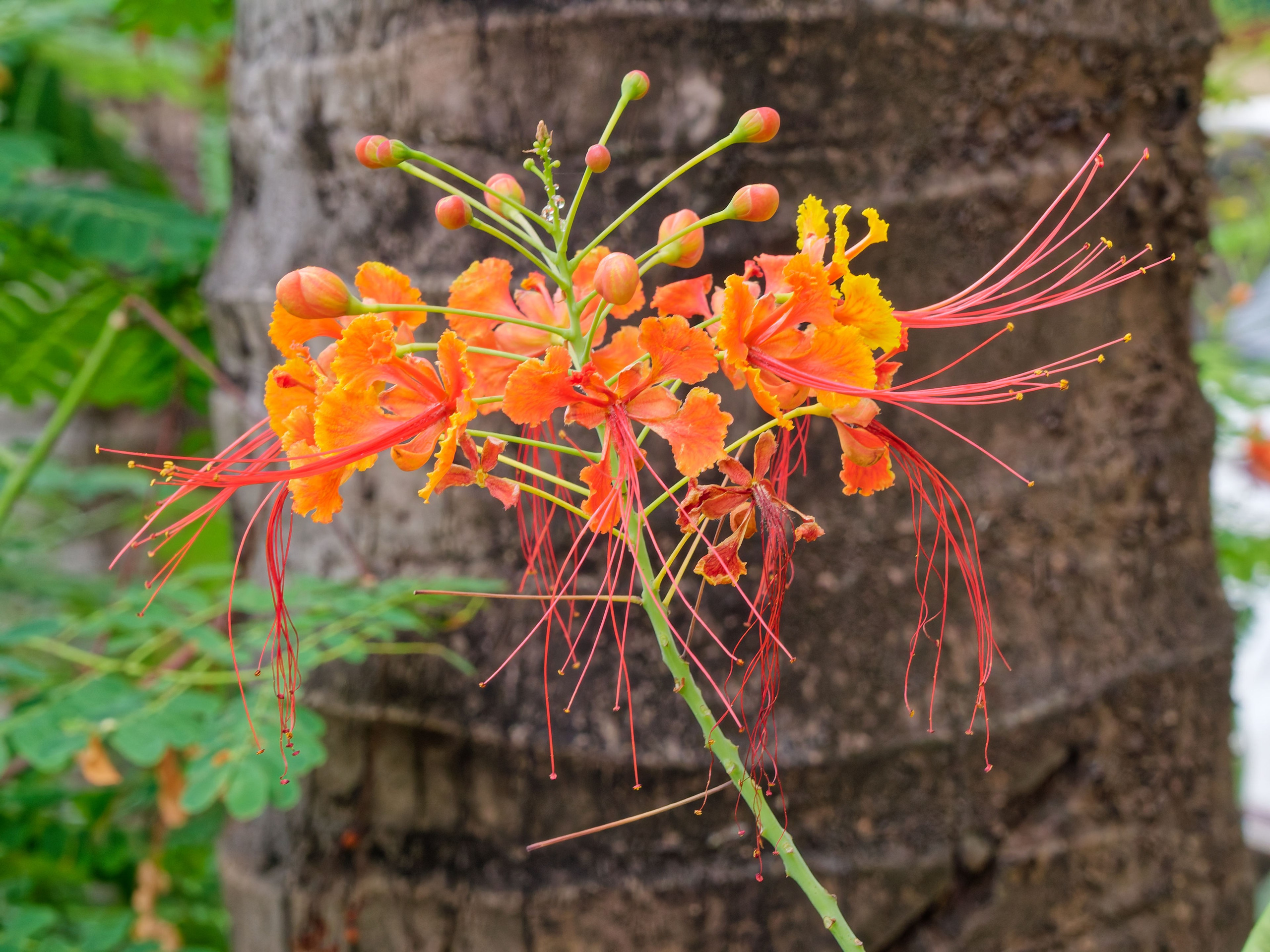 Хайнань 2026, отель «Stony Brook Villa Jianguo Resort Sanya 4*». Фотопрогулки по Миру