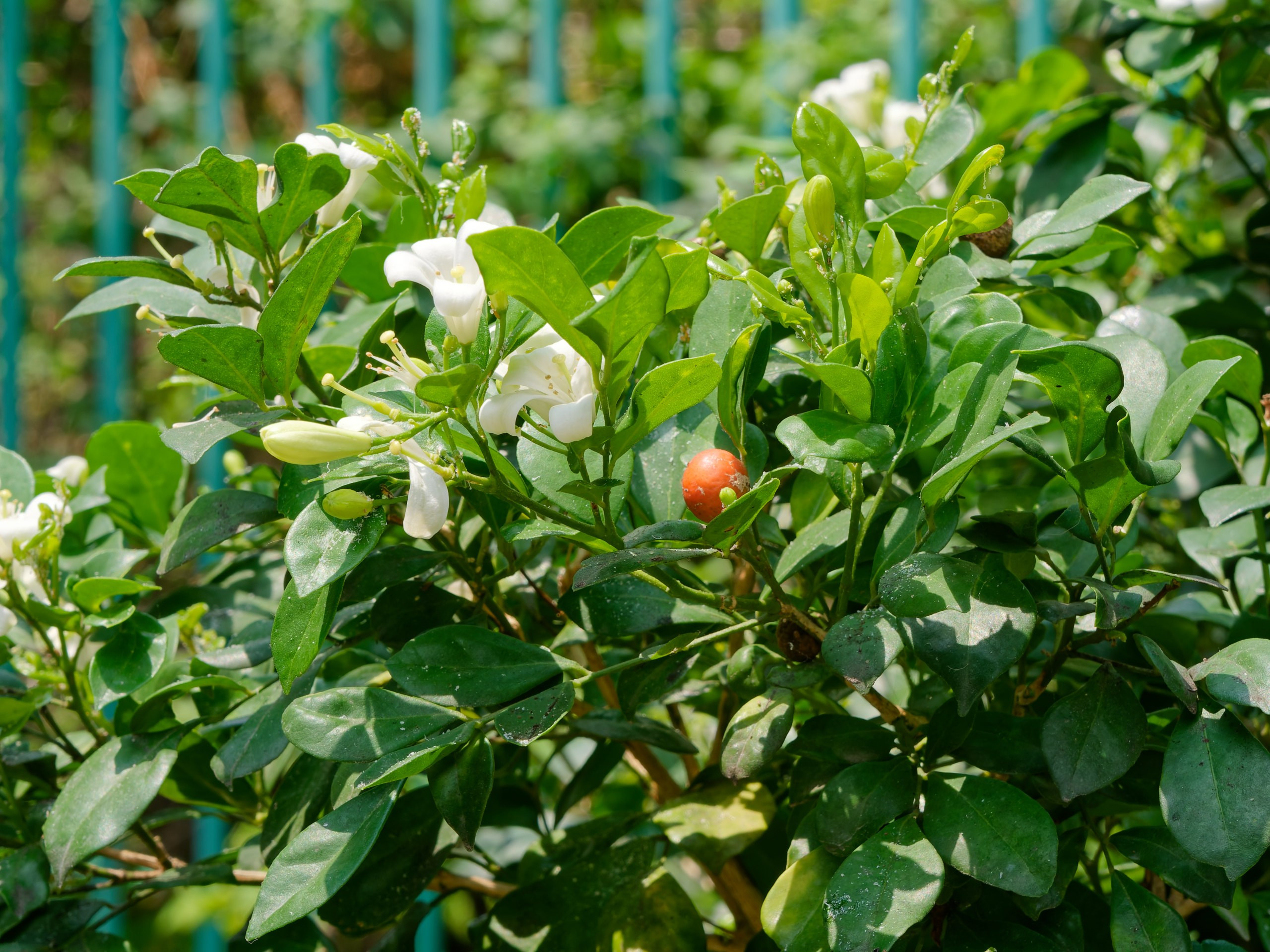 Хайнань 2026, флора, цветы и деревья. Фотопрогулки по Миру