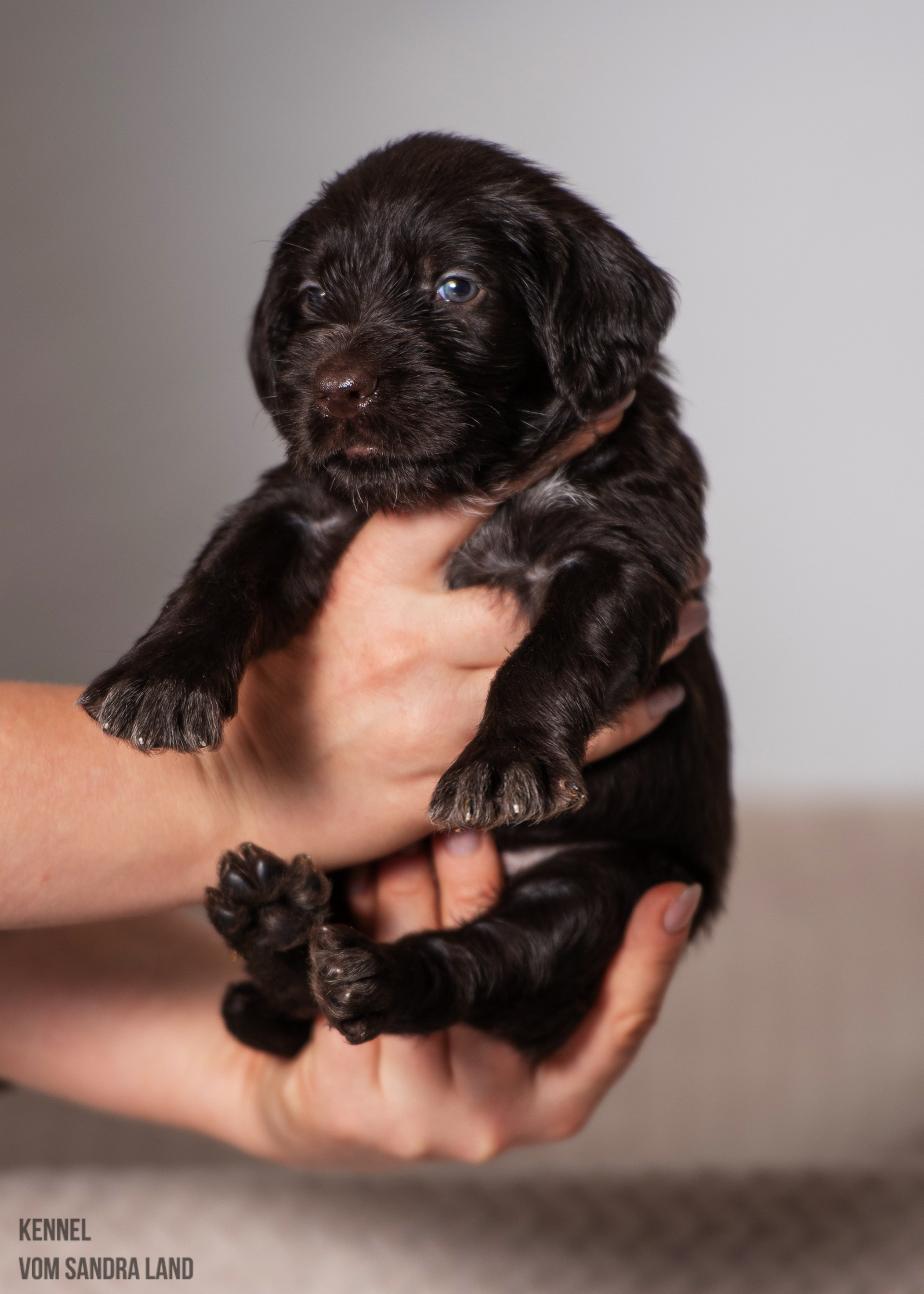 Валькирия вом Сандра Лэнд, Valkiriya vom Sandra Land