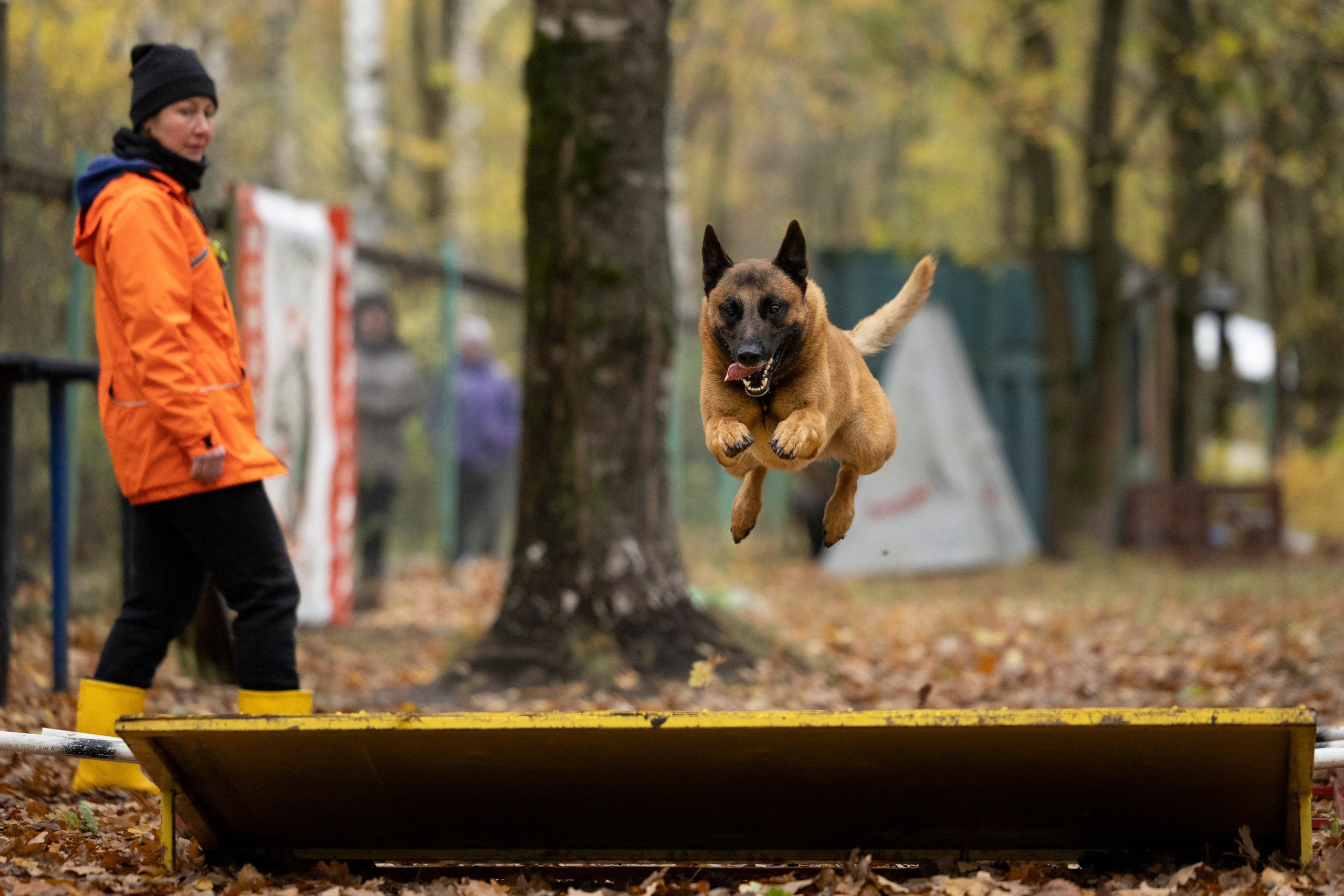 Соревнования по Мондьорингу г. Вологда. Фотограф-анималист Анна Маринич