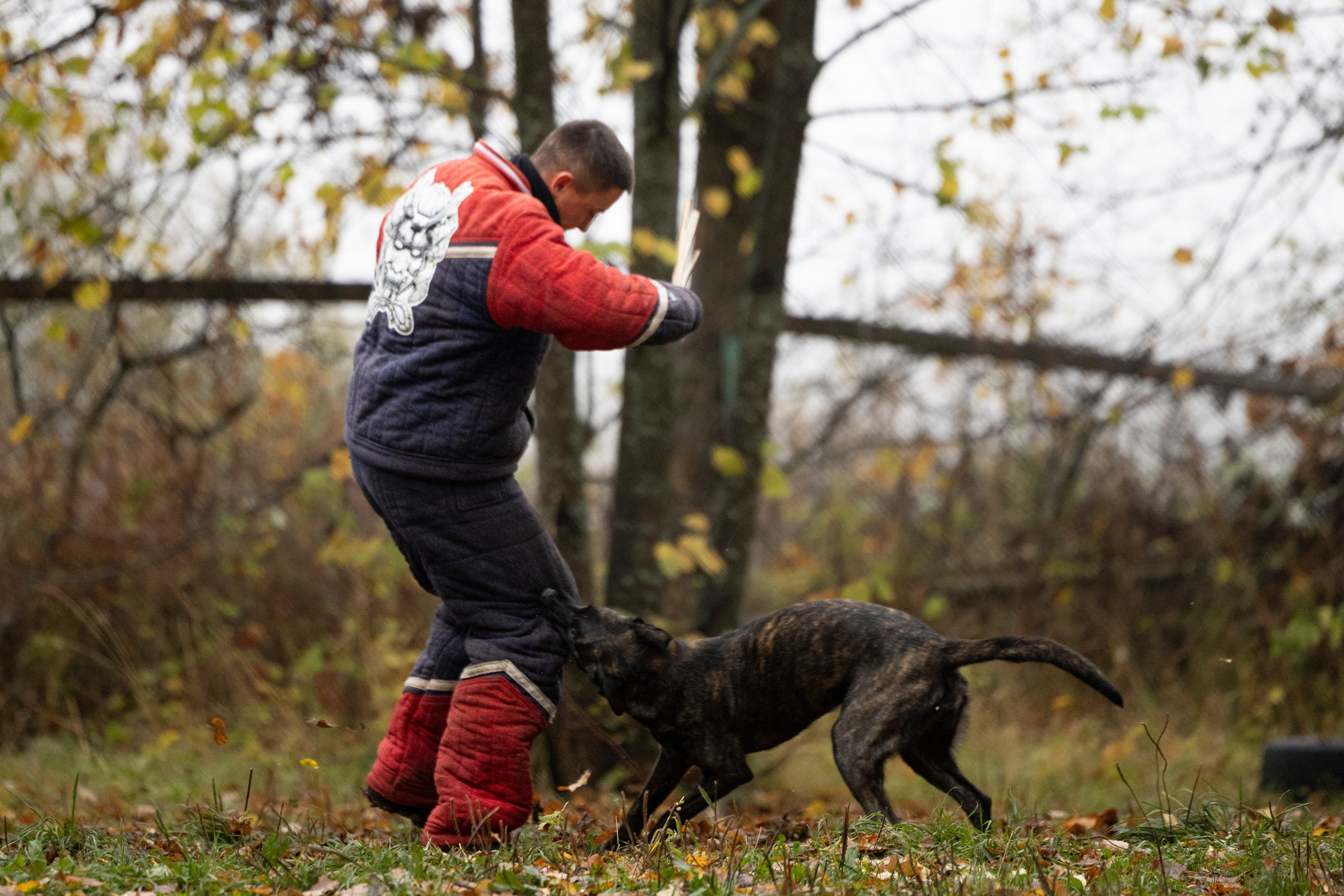 Соревнования по Мондьорингу г. Вологда. Фотограф-анималист Анна Маринич