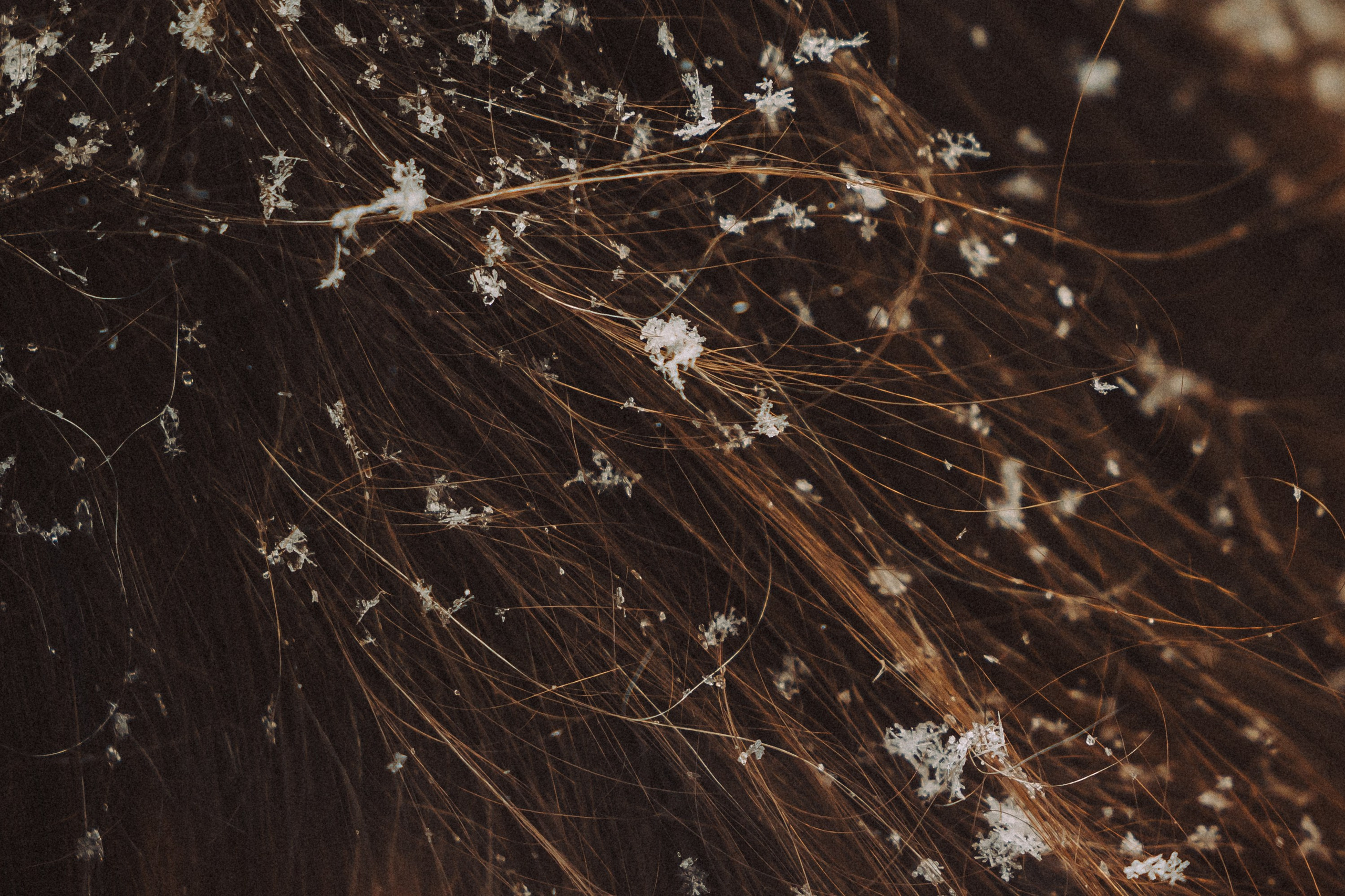 Аня и Рокси