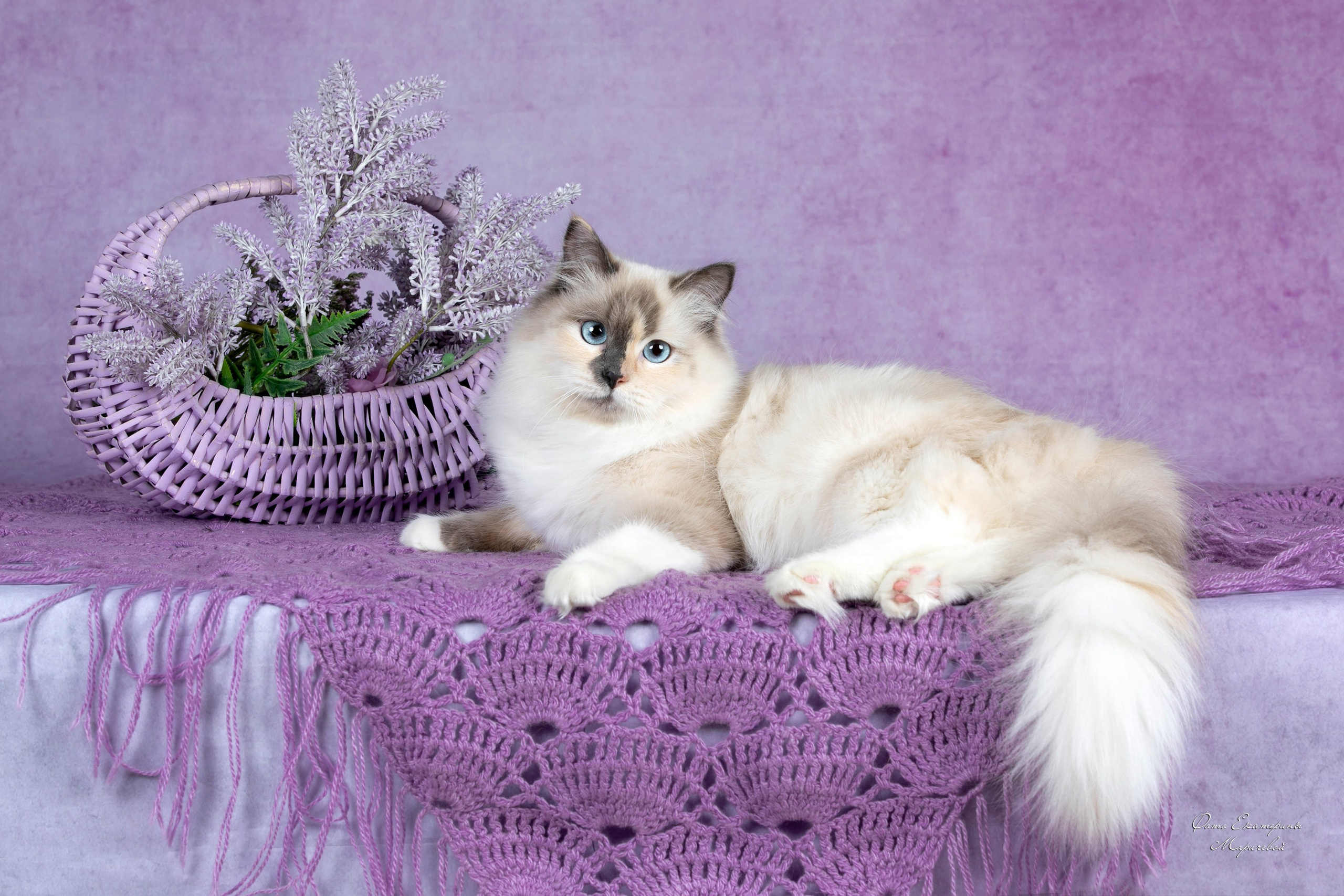 Стендовая съёмка на выставках кошек. Фотограф-анималист в Омске Екатерина Маричева