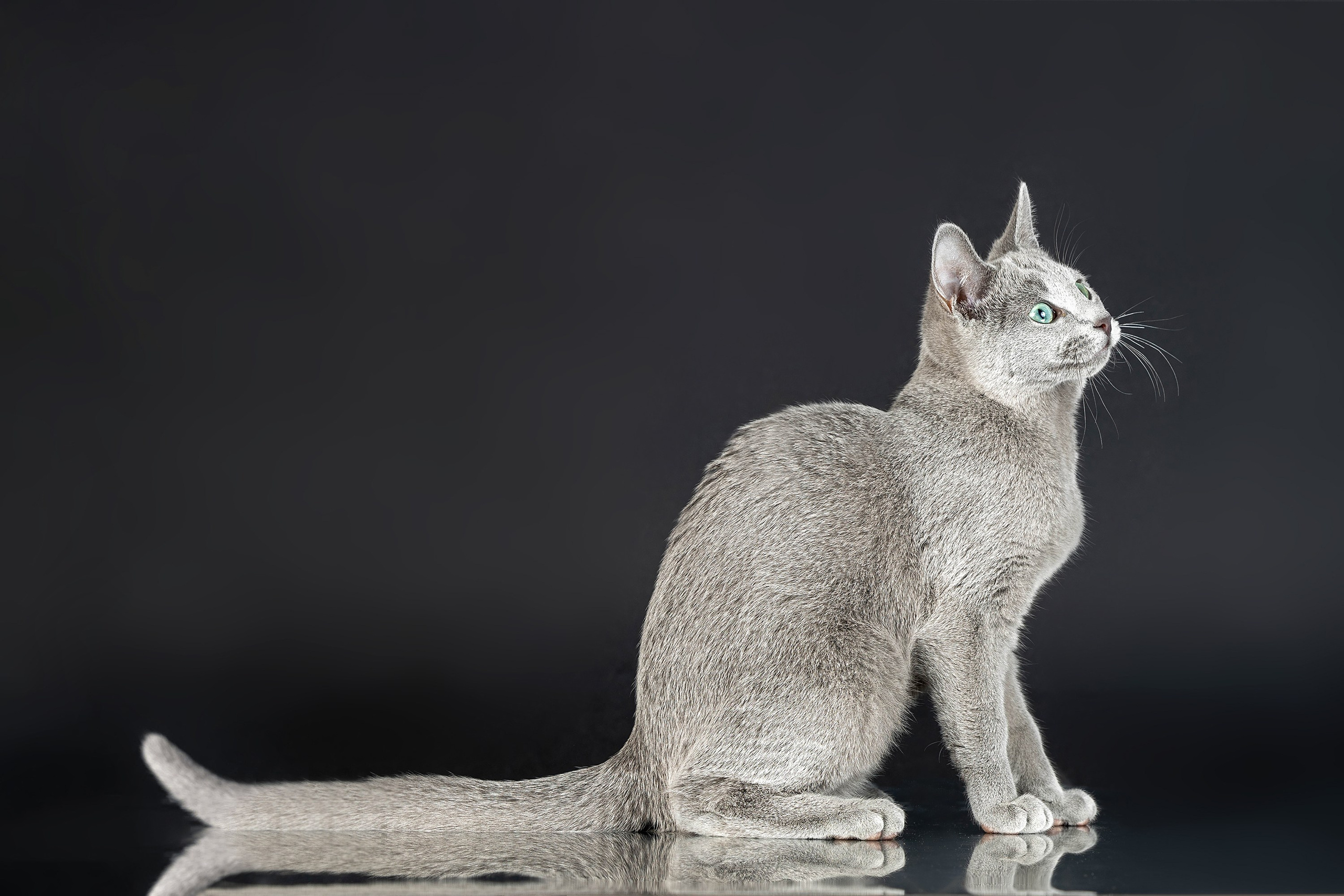 Стендовая съёмка на выставках кошек. Фотограф-анималист в Омске Екатерина Маричева