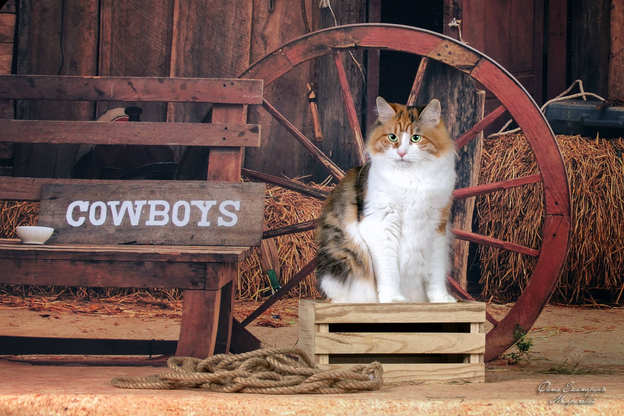 Стендовая съёмка на выставках кошек. Фотограф-анималист в Омске Екатерина Маричева